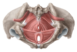 Pelvic floor muscles