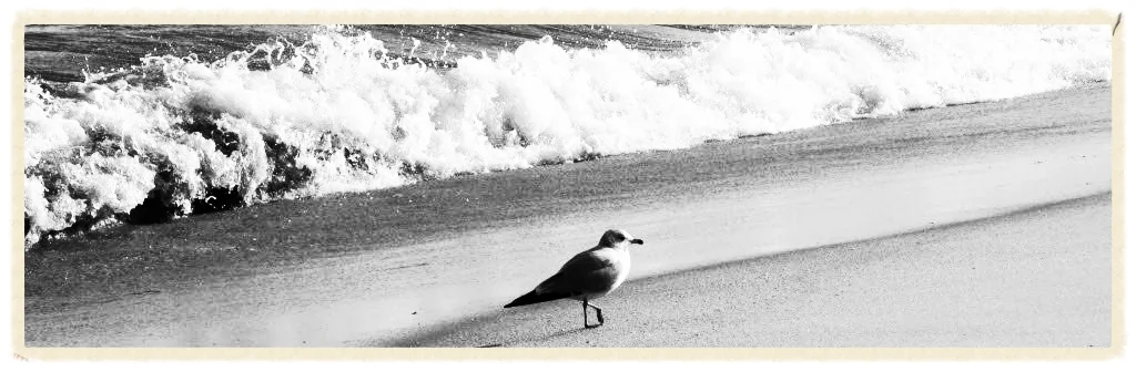 beach seagull.jpg