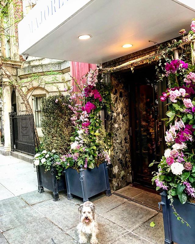 Check out this pair of trees in front of Marjorelle ( one of my favorite restaurants). Flanking the doors to the restaurant, these ivy cone towers are full of cut orchids, peonies, cherry blossoms, and an array of other beautiful specimens. It would 