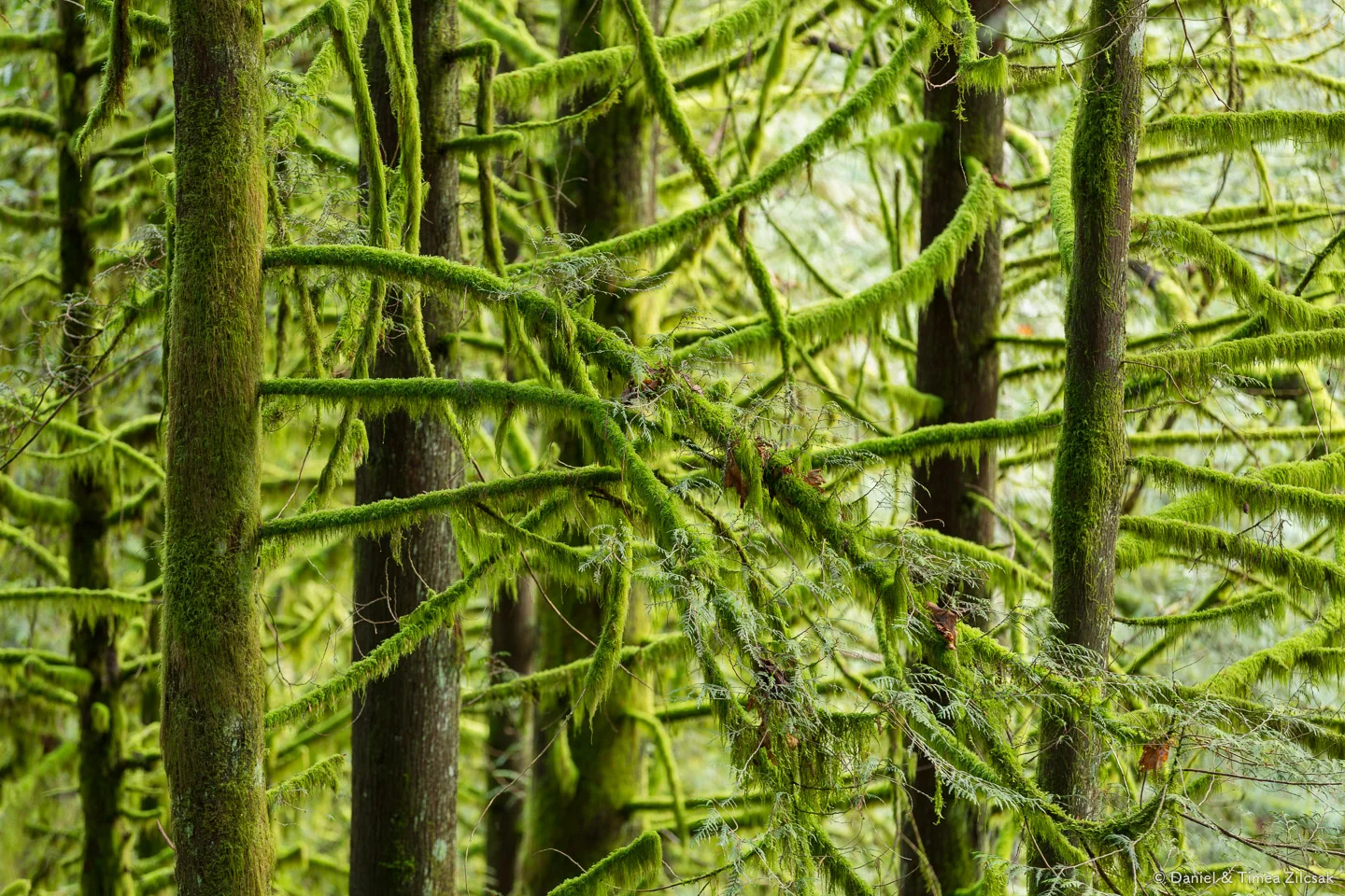 Mount Si: Enjoy a true Pacific Northwest experience