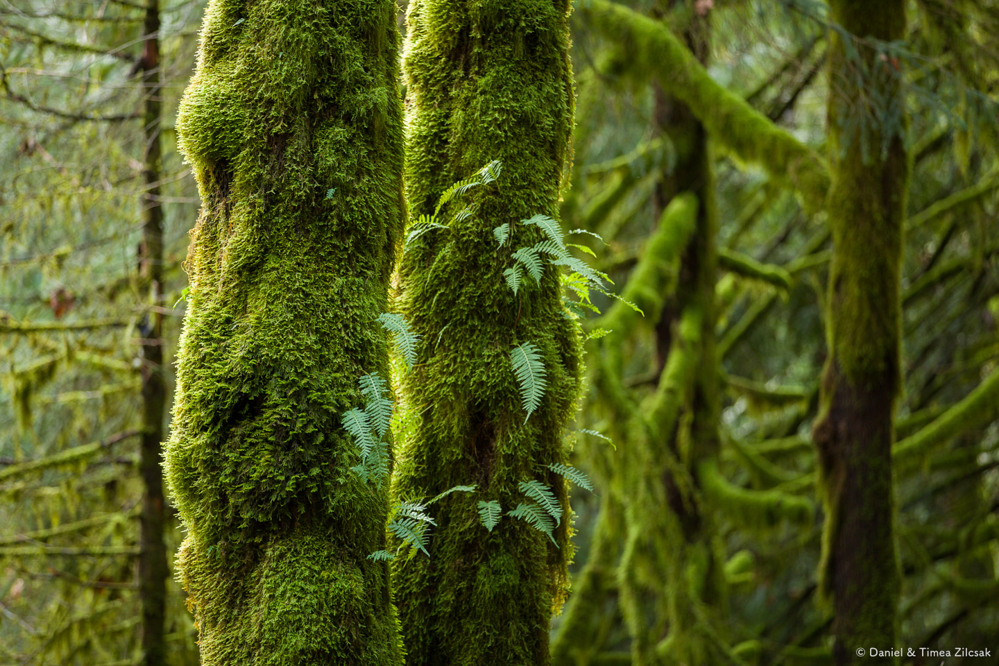 Mount Si Old Trail: Blankets of moss everywhere