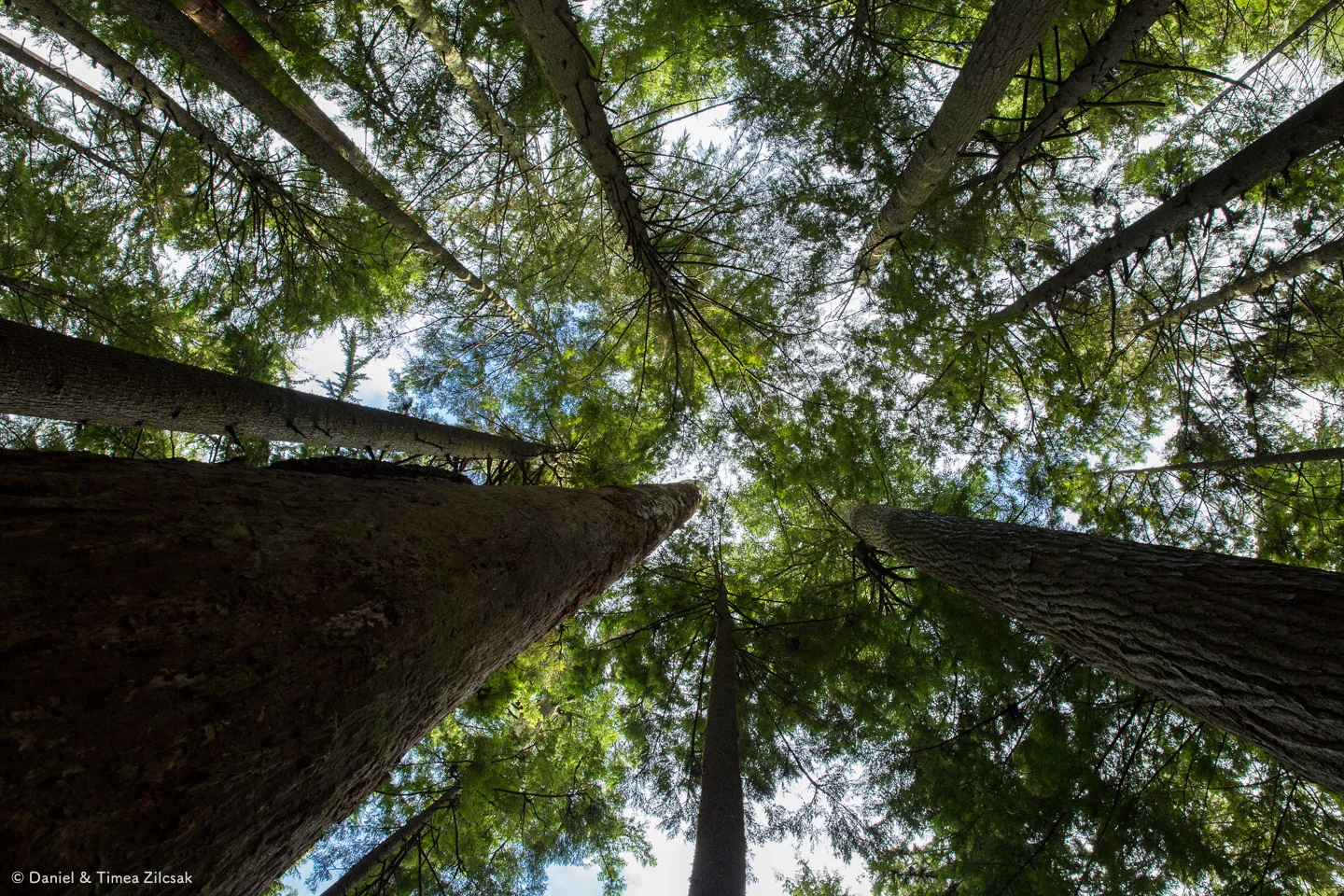 Mt Si Trail: trees from down below