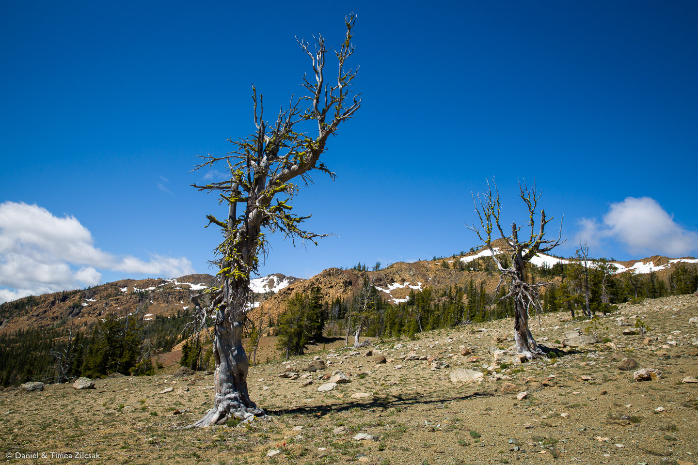 Moon Landing area at Navaho Pass, off trail towards Earl Peak