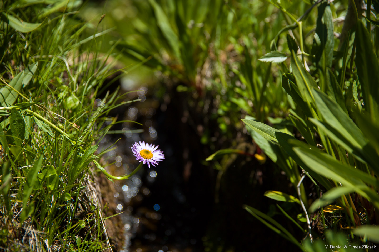 A flower by the water