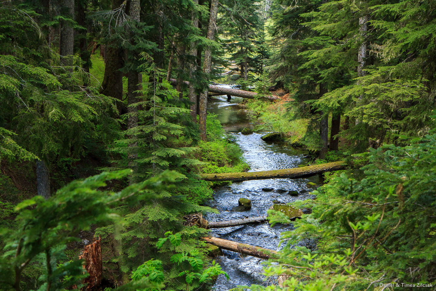 Cold Creek downstream from Twin Lakes