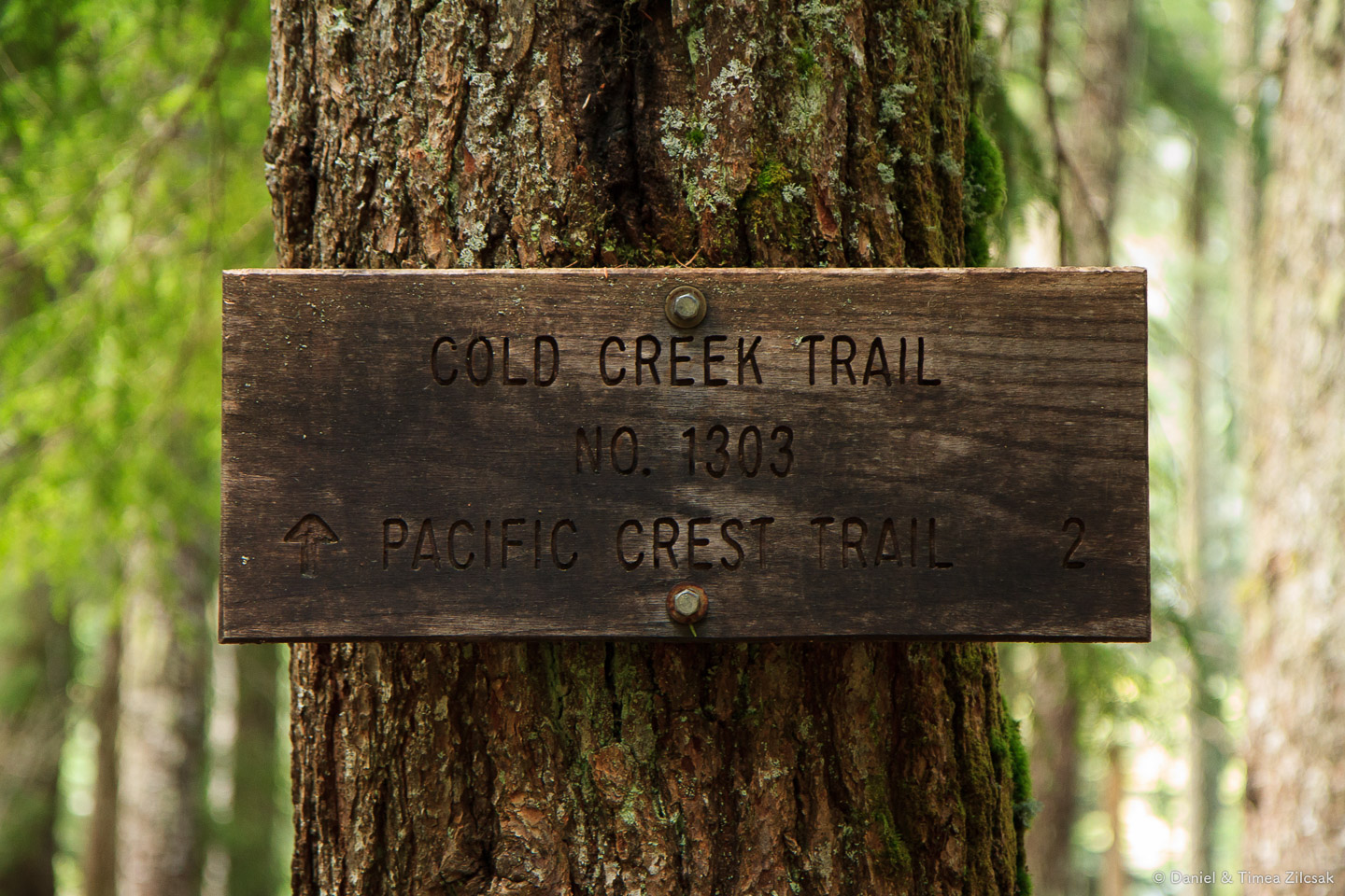 Cold Creek Trail No 1303, towards the PCT