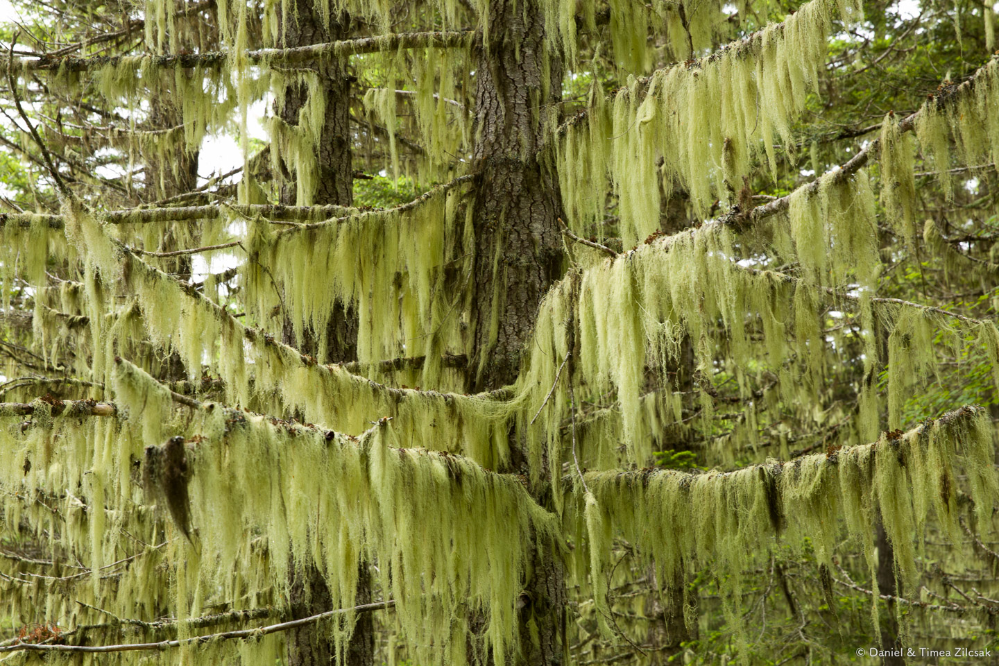 A typical northwest forest, wet, wild and mossy