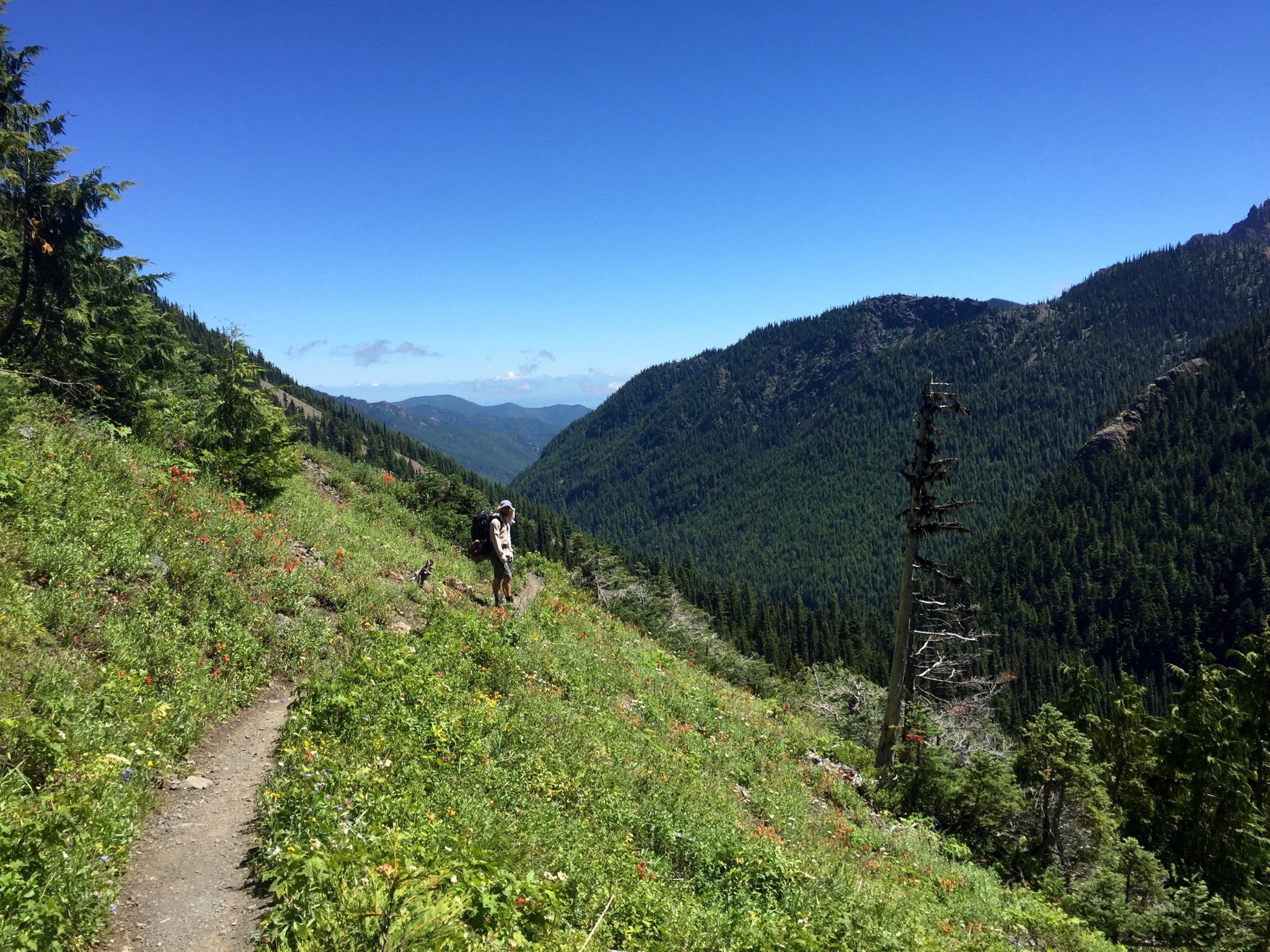 View of Big Quilcene Valley from the Marmot Pass trail 