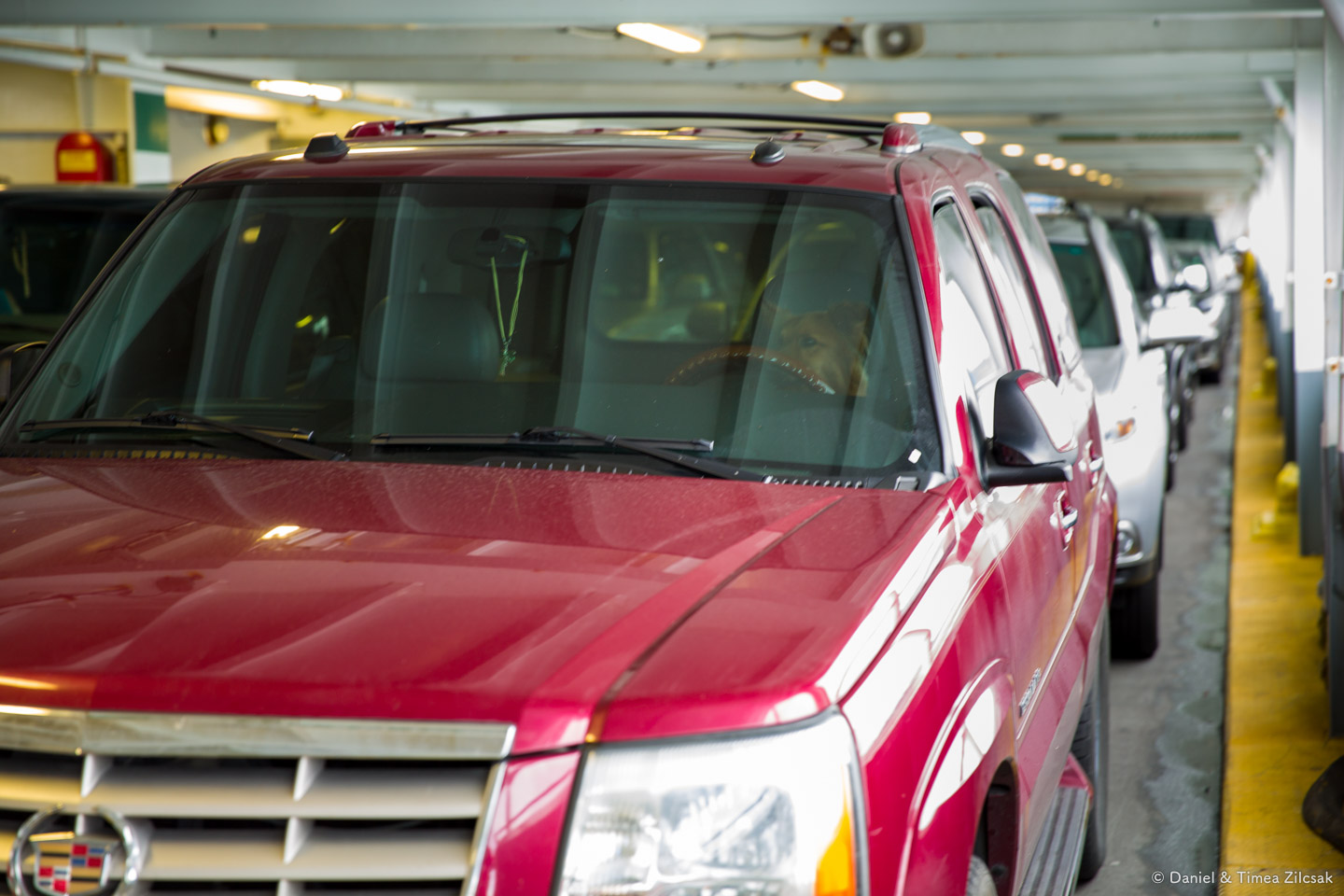 On our ferry boat, a dog behind the weel of a red Cadillac SUV