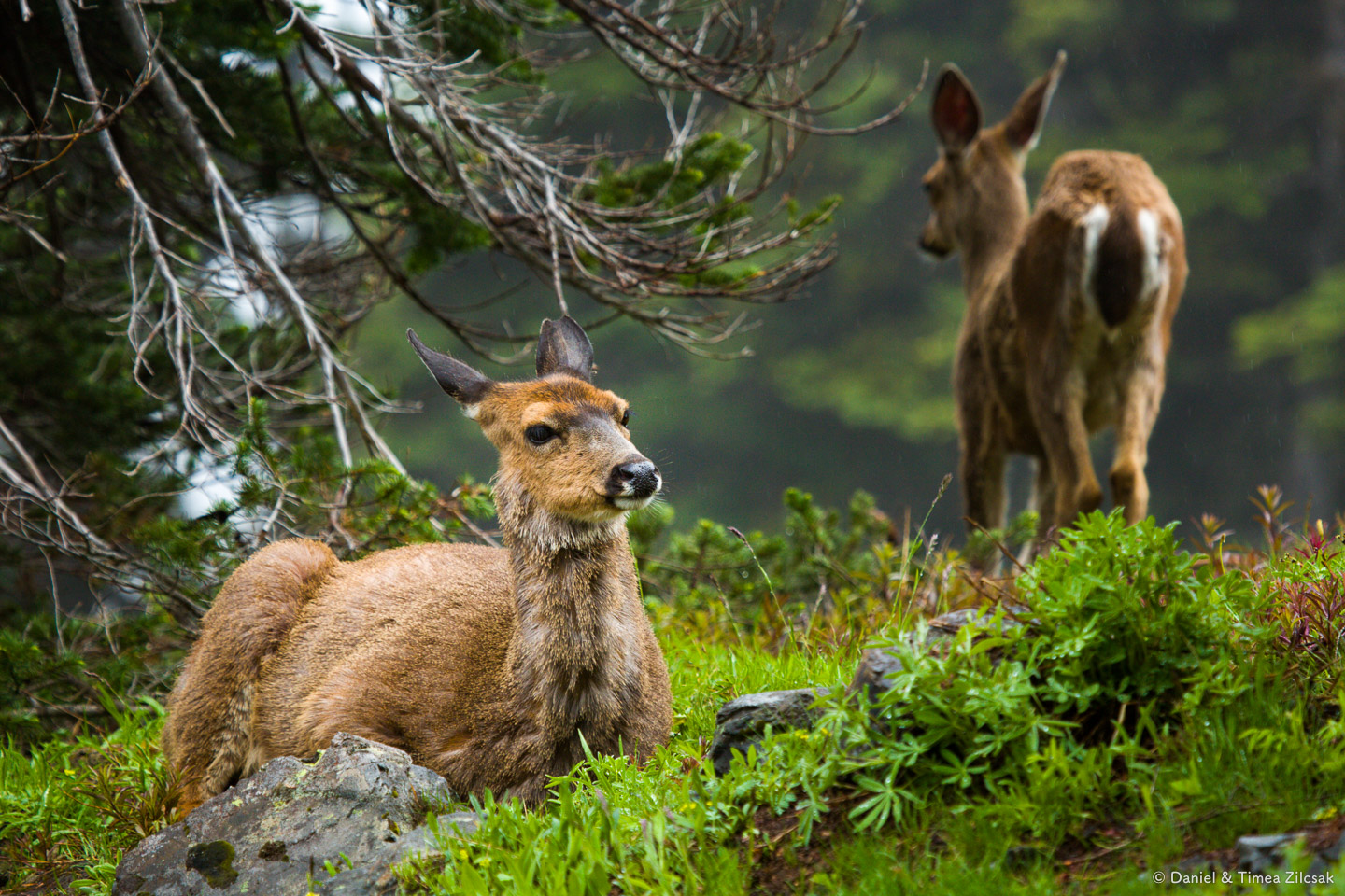 Deer on the Mount Angeles Trail, Hurricane Ridge, Olympic National Park- 9Z4A1281 © Zilcsak.jpg