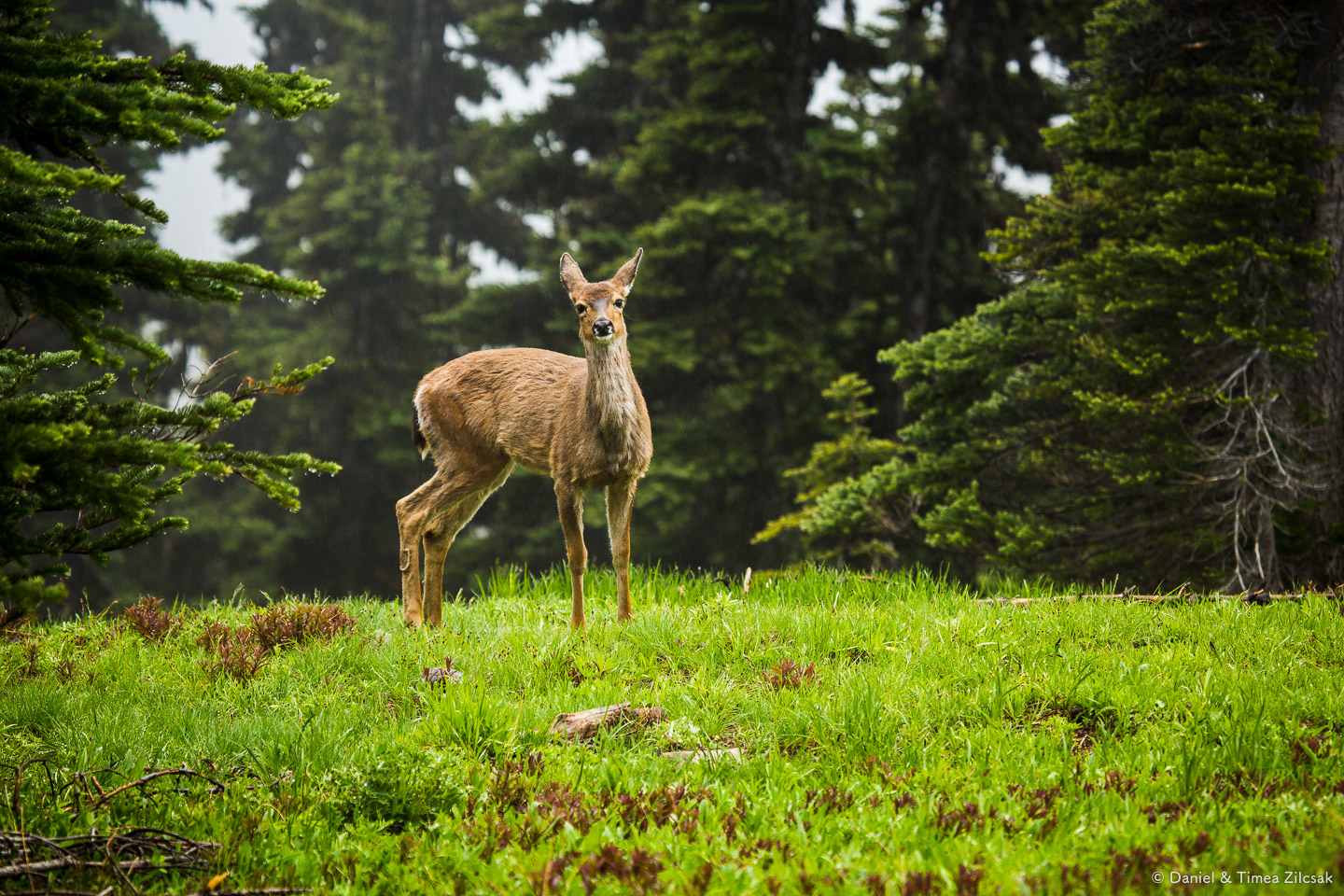 Deer on the Mount Angeles Trail, Hurricane Ridge, Olympic National Park- 9Z4A1272 © Zilcsak.jpg