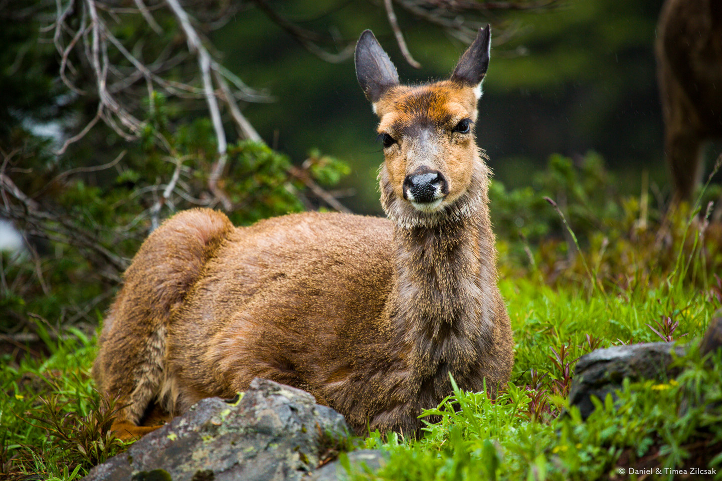 Deer on the Mount Angeles Trail, Hurricane Ridge, Olympic National Park- 9Z4A1285 © Zilcsak.jpg