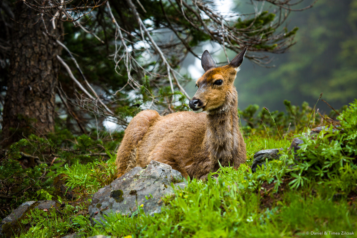 Deer on the Mount Angeles Trail, Hurricane Ridge, Olympic National Park- 9Z4A1306 © Zilcsak.jpg