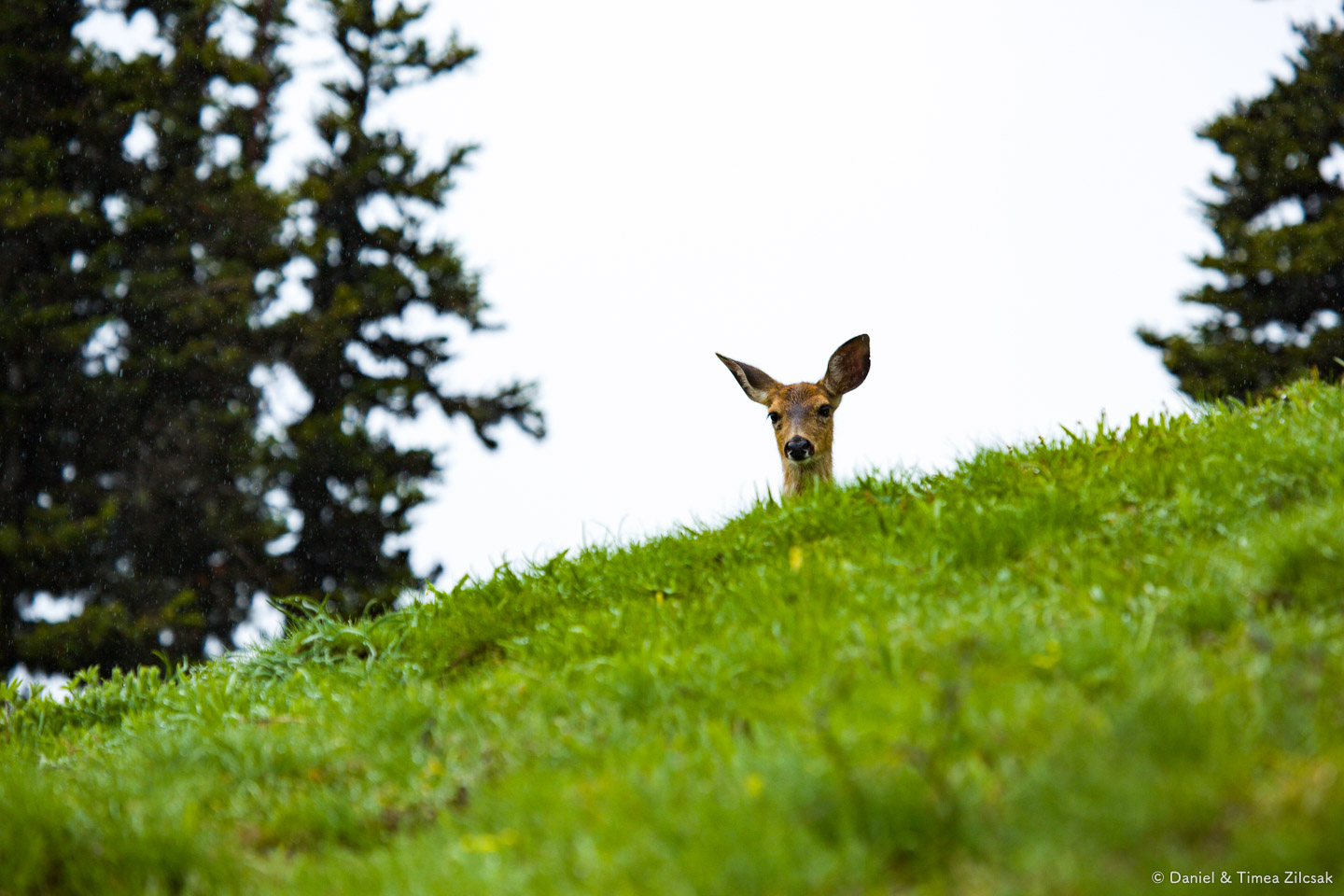 Deer on the Mount Angeles Trail, Hurricane Ridge, Olympic National Park- 9Z4A1312 © Zilcsak.jpg