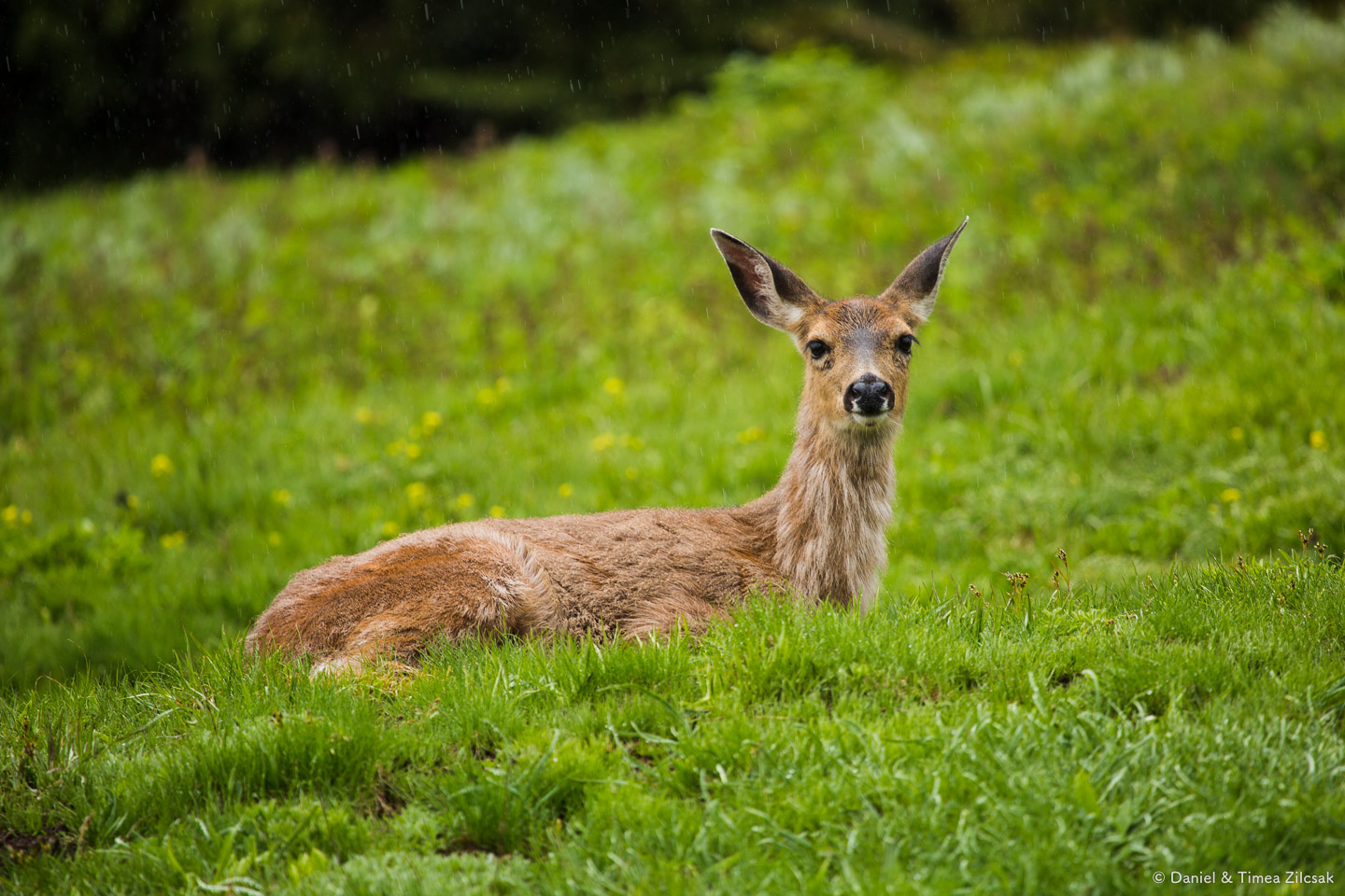 Deer on the Mount Angeles Trail, Hurricane Ridge, Olympic National Park- 9Z4A1316 © Zilcsak.jpg