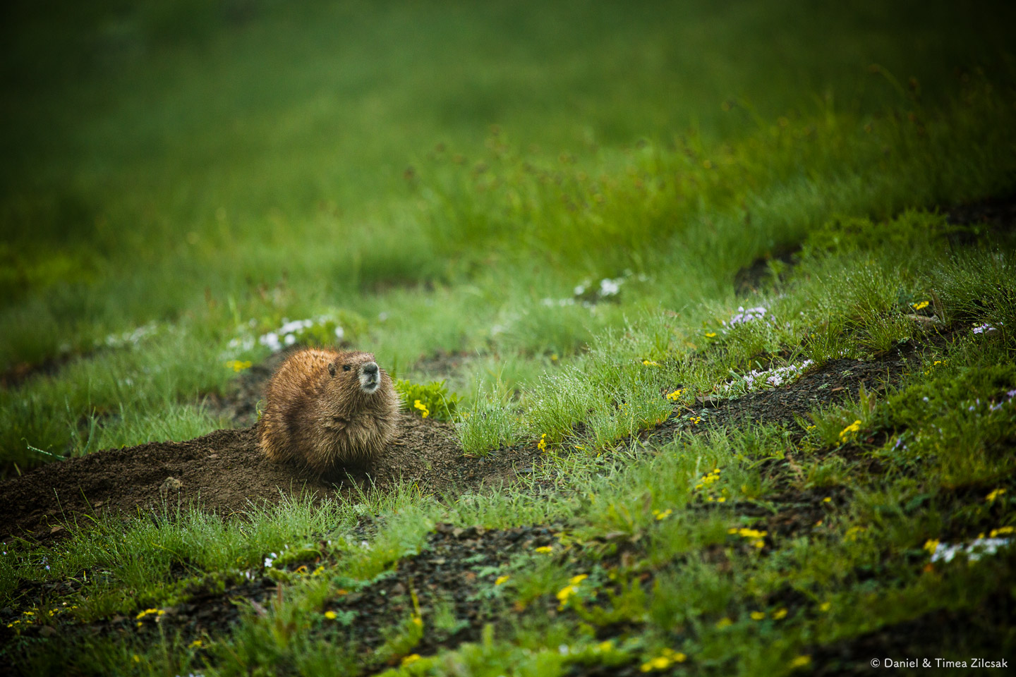 A curious marmot on the trail near Hurricane Ridge