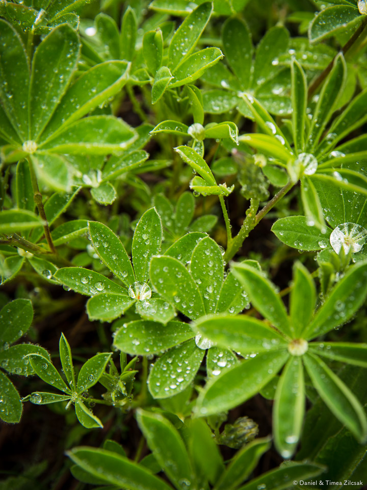 Rain drops