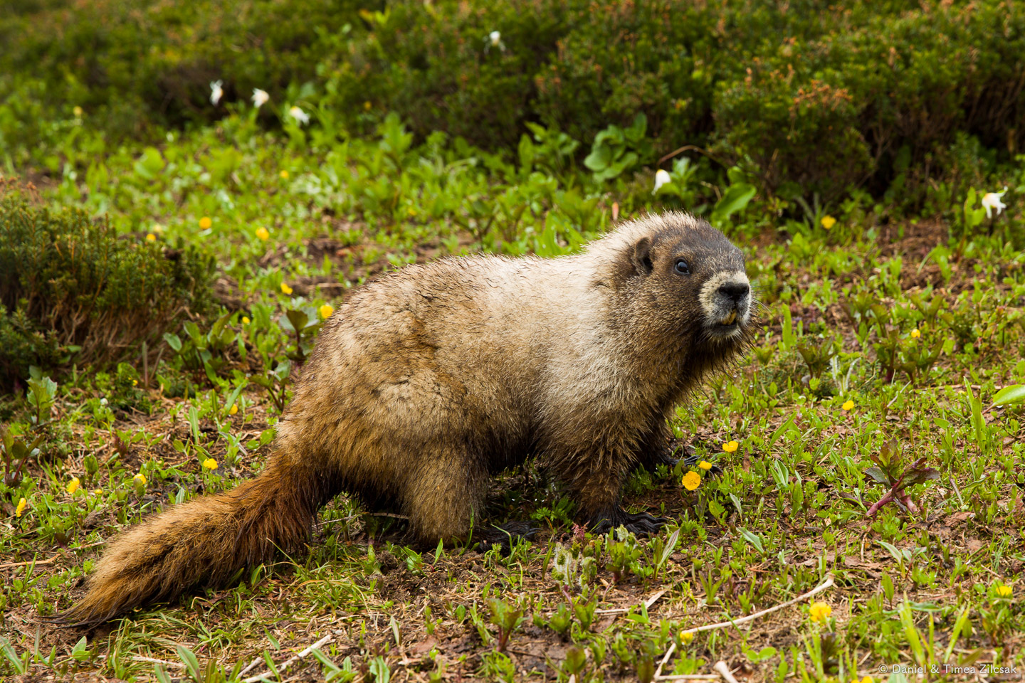 A friendly Marmot posing for us, above Paradise at Mount Rainier