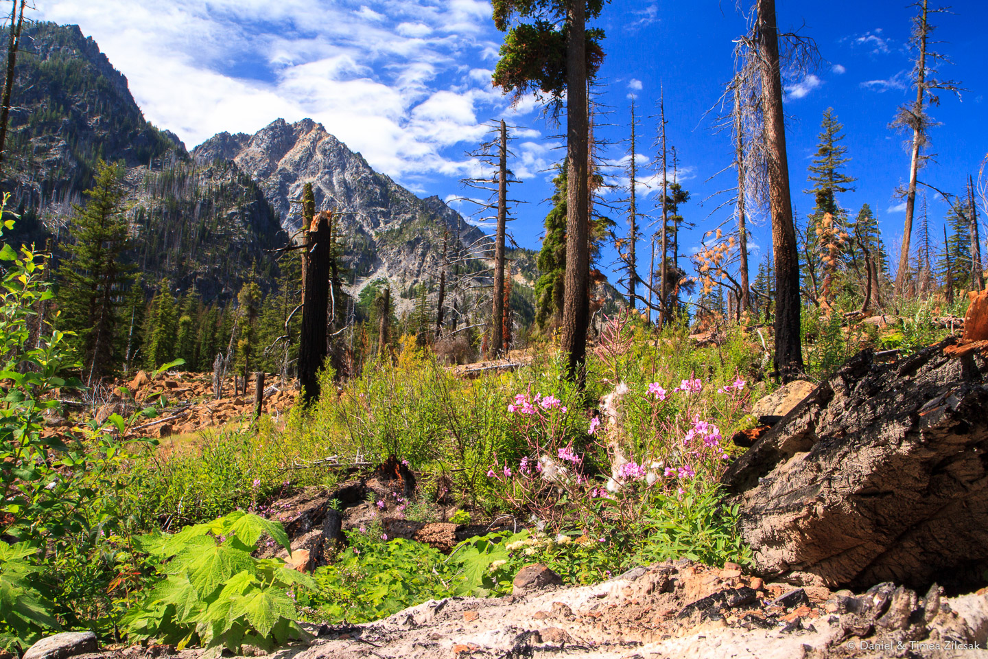 Burnt forest near Little Eightmile Lake in The Enchantments