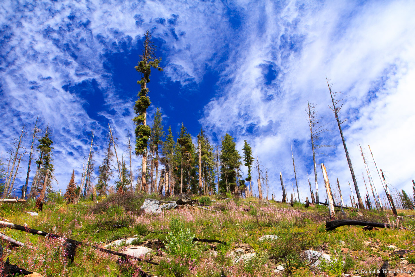 Remnants of a forest trimmed by a recent fire
