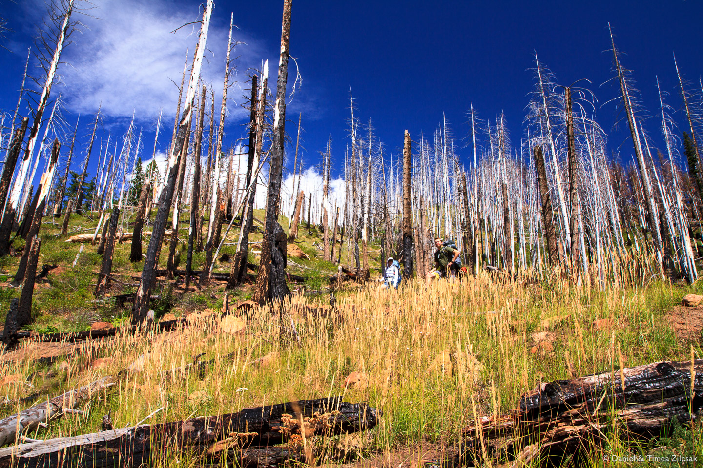 Higher up, more charred trees