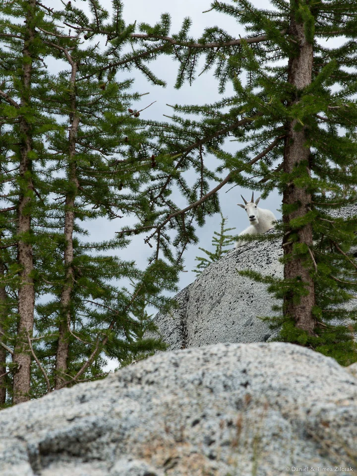 Curious goat near Inspiration Lake, Core Enchantments Zone