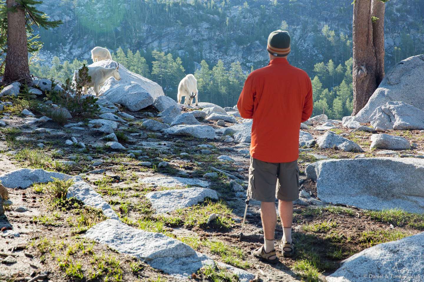Sharing camp with the famous goats of The Enchantments
