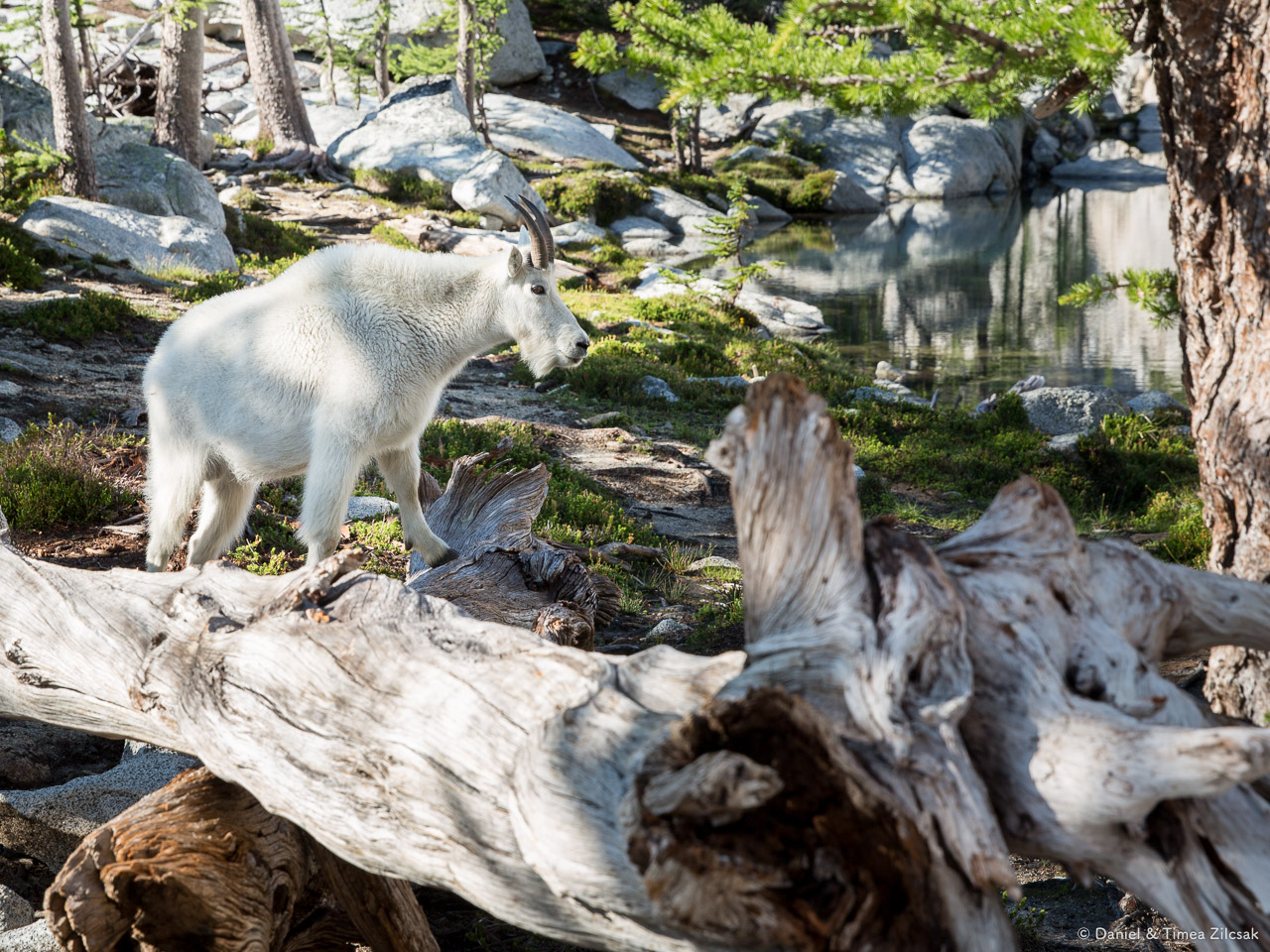 Another goat right outside our tent at Inspiration Lake, Enchantments- 9Z4A2975 © Zilcsak.jpg