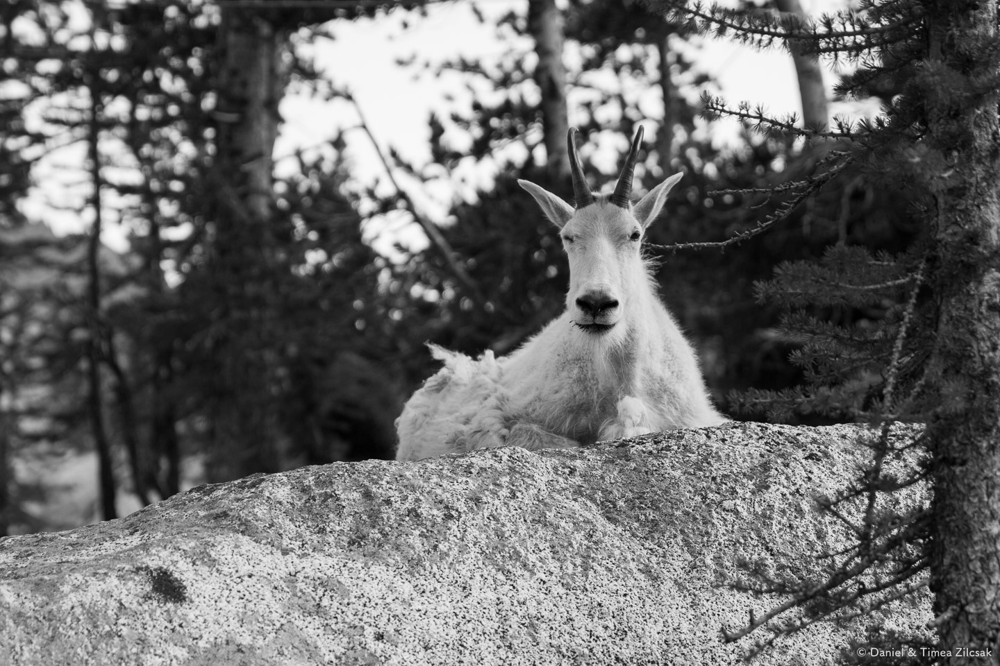 An uninvited dinner guest - Backpacking the Enchantments