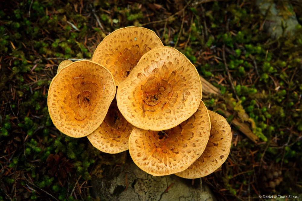 Backpacking The High Divide Seven Lakes Basin Loop