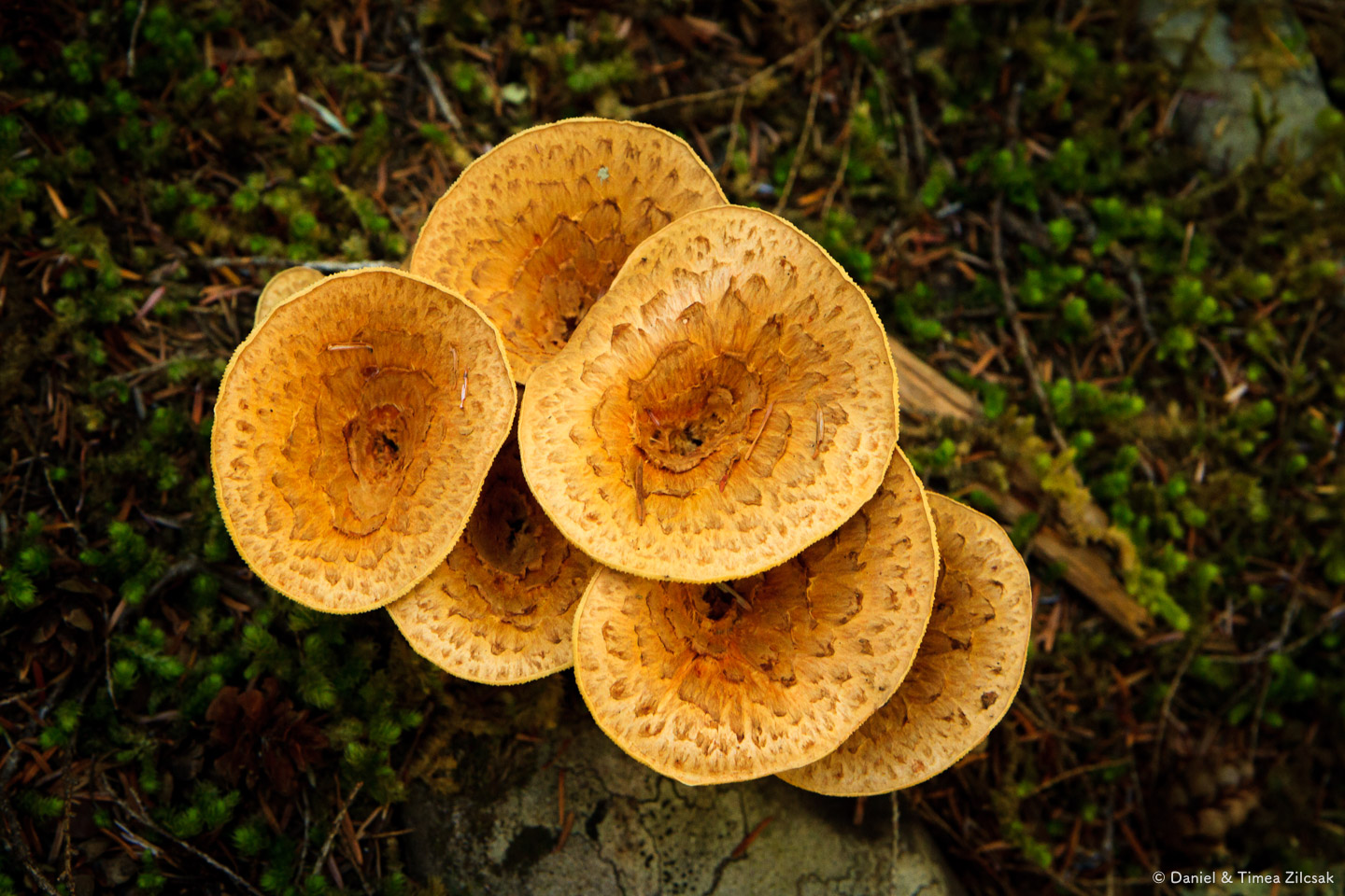 Mushrooms along the Sol Duc River Trail, High Divide/Seven Lakes Basin Loop Trail