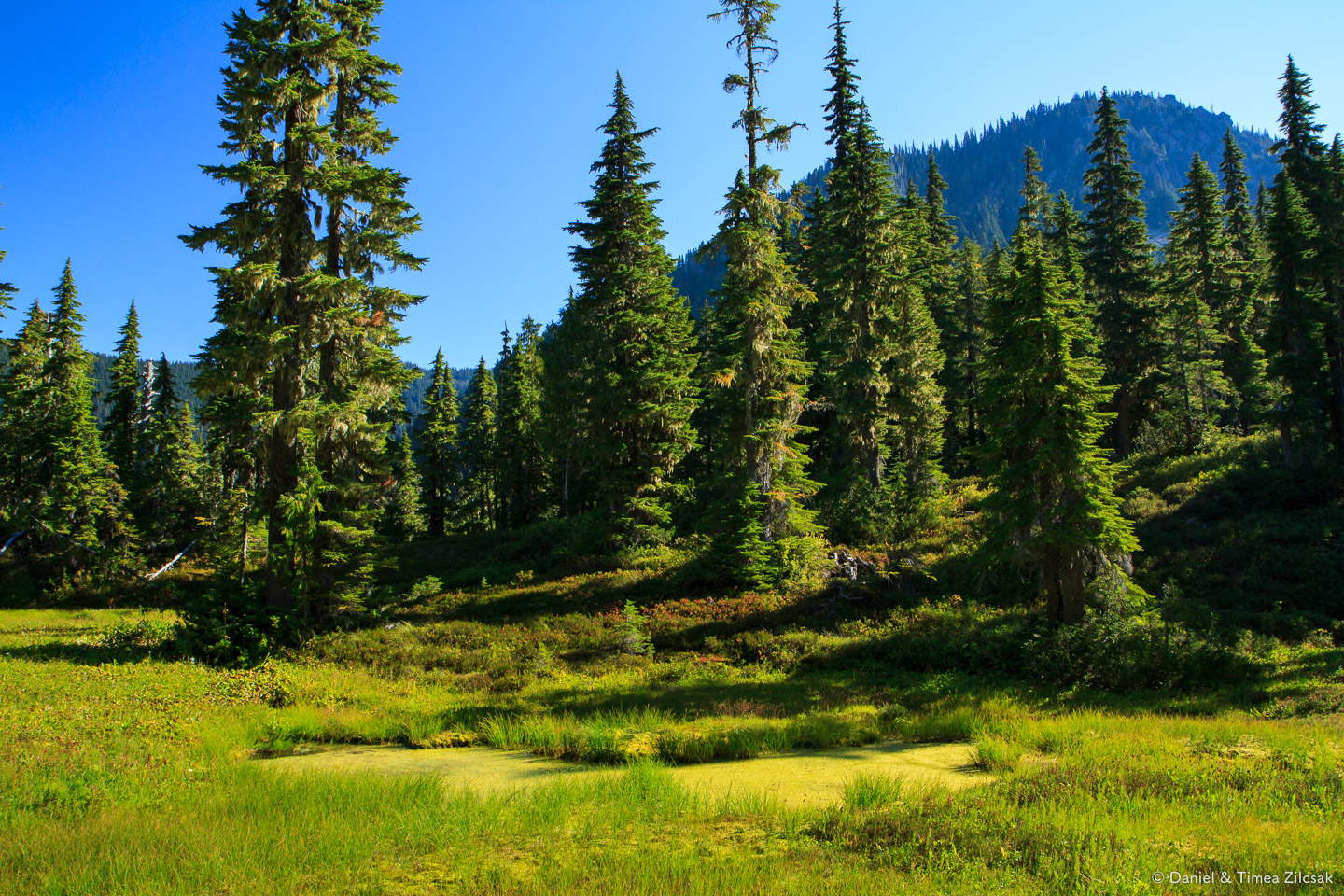 View from our camp at Lower Bridge Creek, Backpacking the High Divide - Seven Lakes Basin Loop, Olympic National Par 