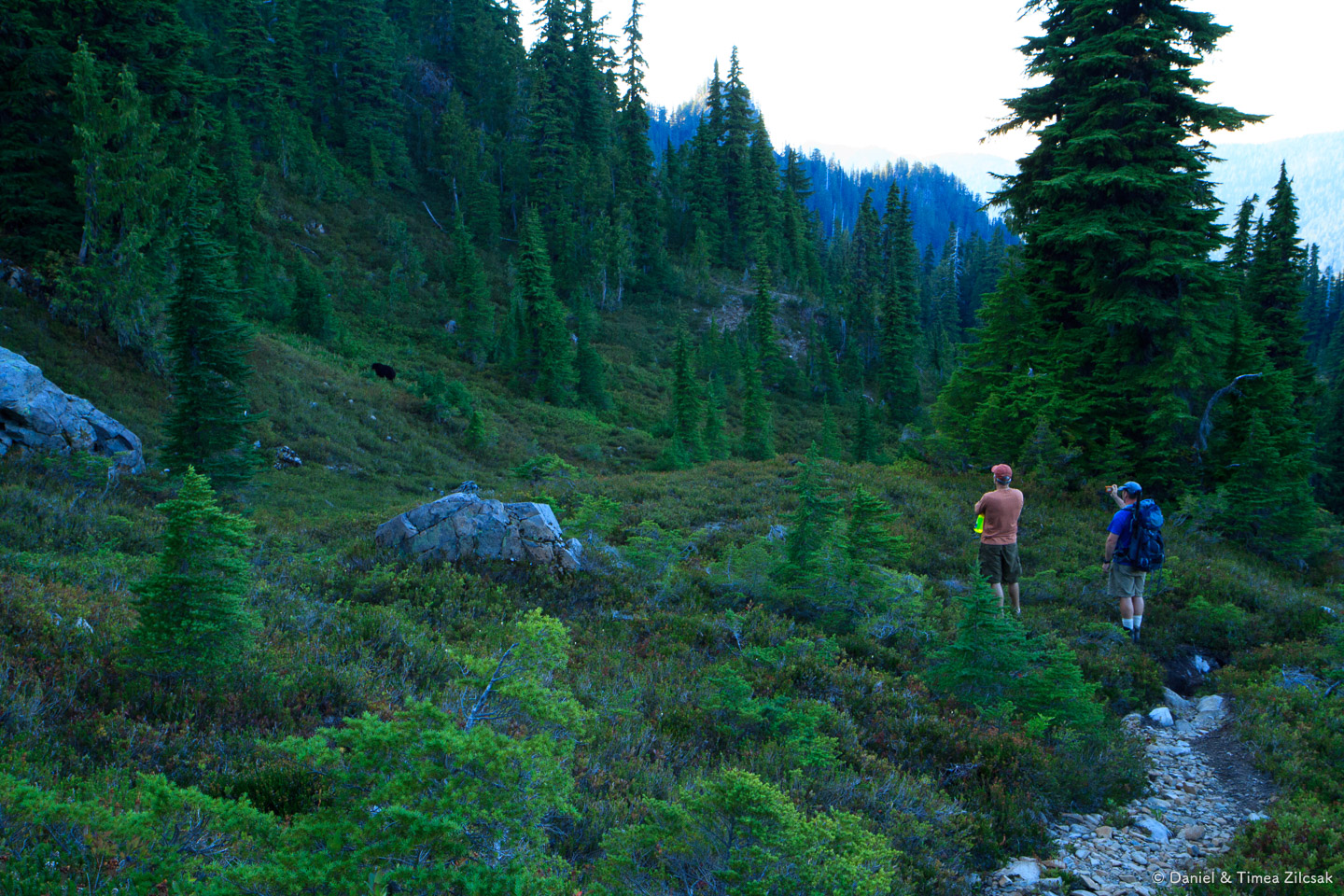 A large black bear near the trail in-between Clear and Lunch Lakes