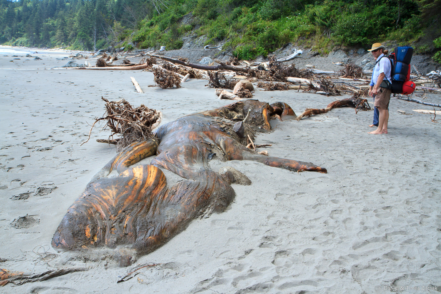 Beached whale at Strawberry Bay - Backpacking the South Coast Wilderness Trail, Olympic National Park