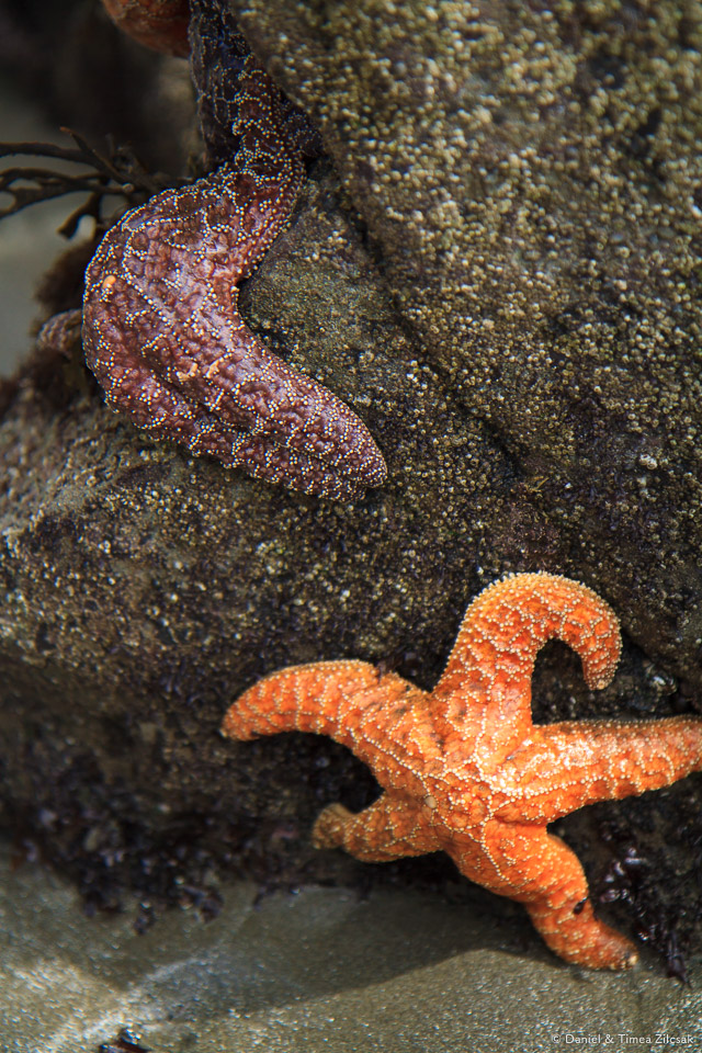 Starfish exposed by the low tide on the South Coast Wilderness Trail, Olympic National Park 