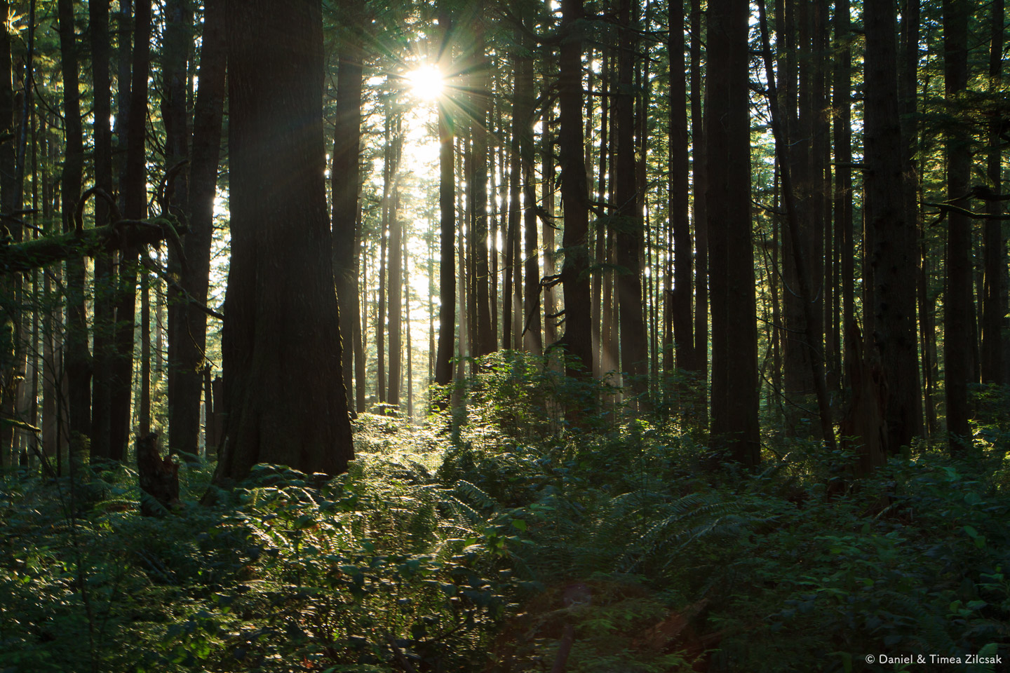 A dark forest with the sun setting along the South Coast Wilderness Trail, Olympic National Park