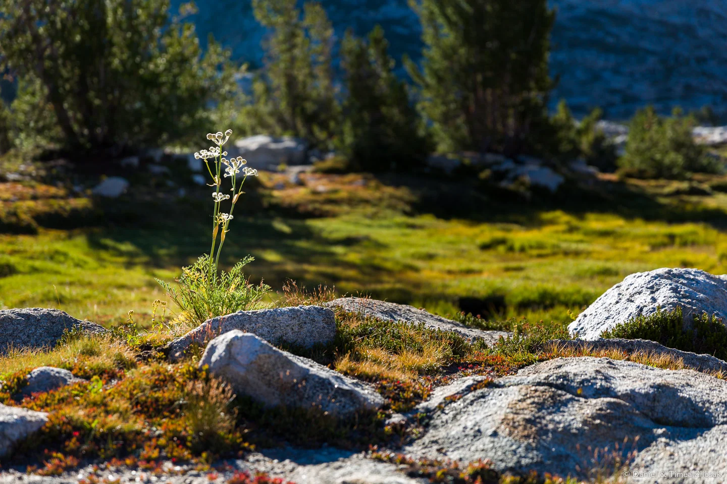A delicate flower near Marie Lake, John Muir Trail