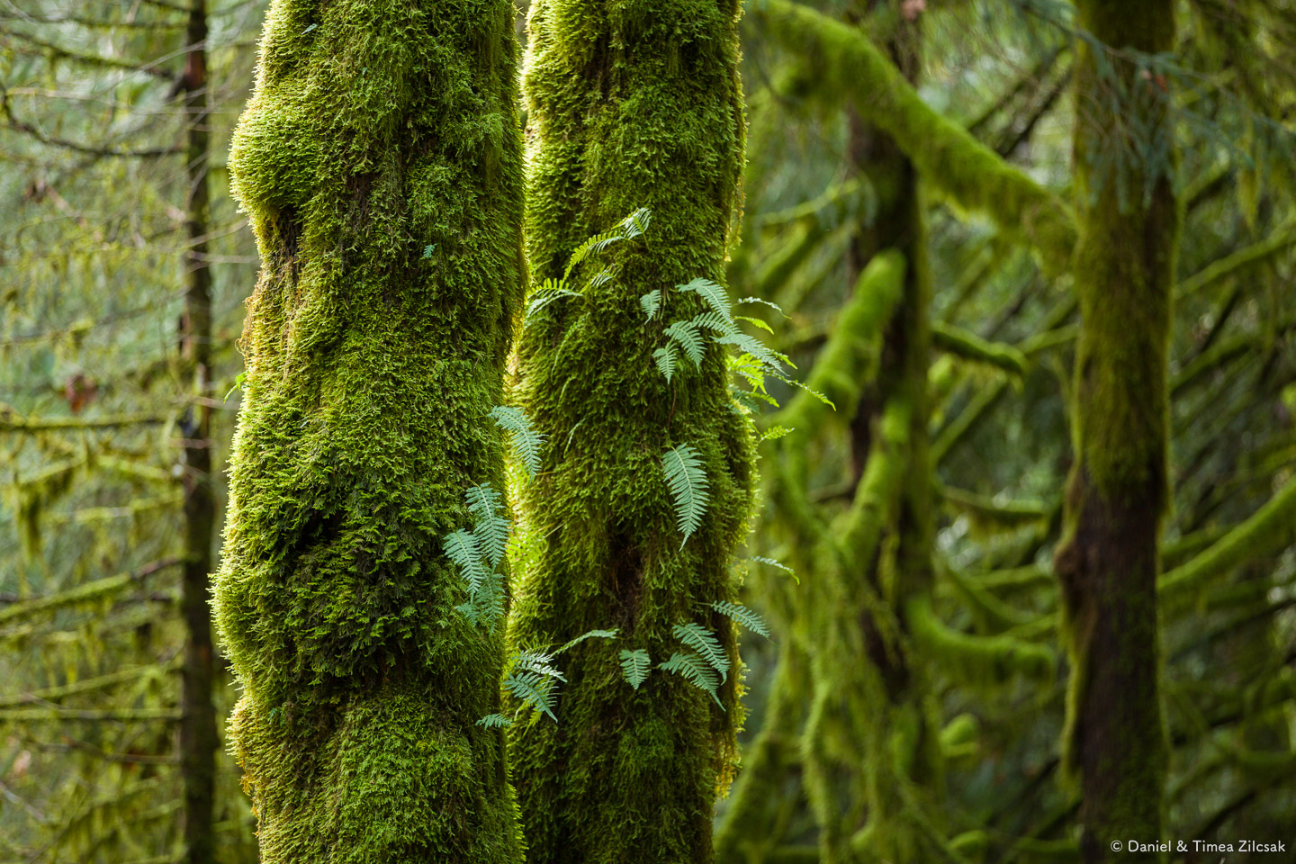 Abundant moss covering trees on the Mount Si trail near North Bend, WA