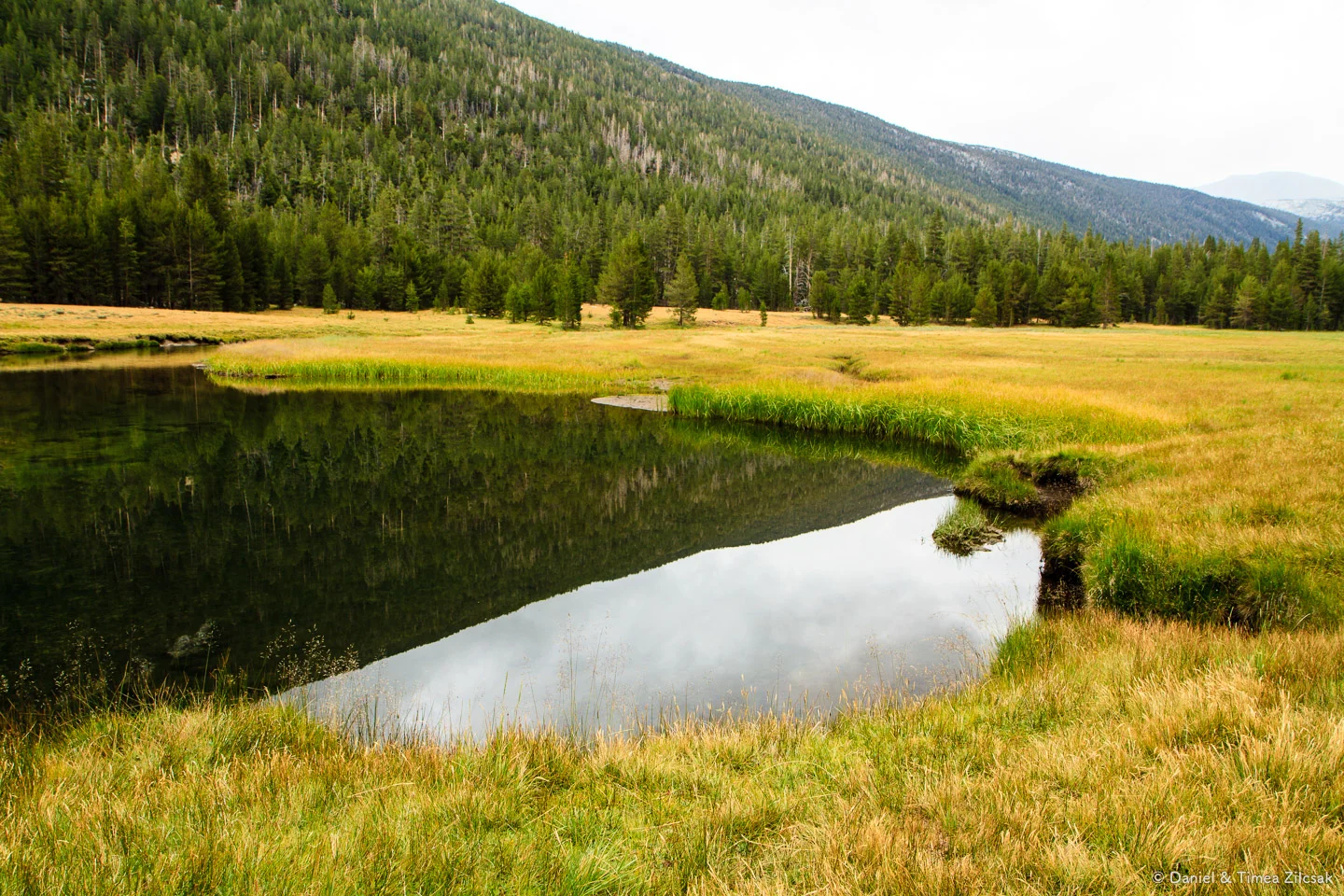 Beautiful meadows of Lyell Canyon and puddles of water from the Lyell Fork of the Tuolumne River