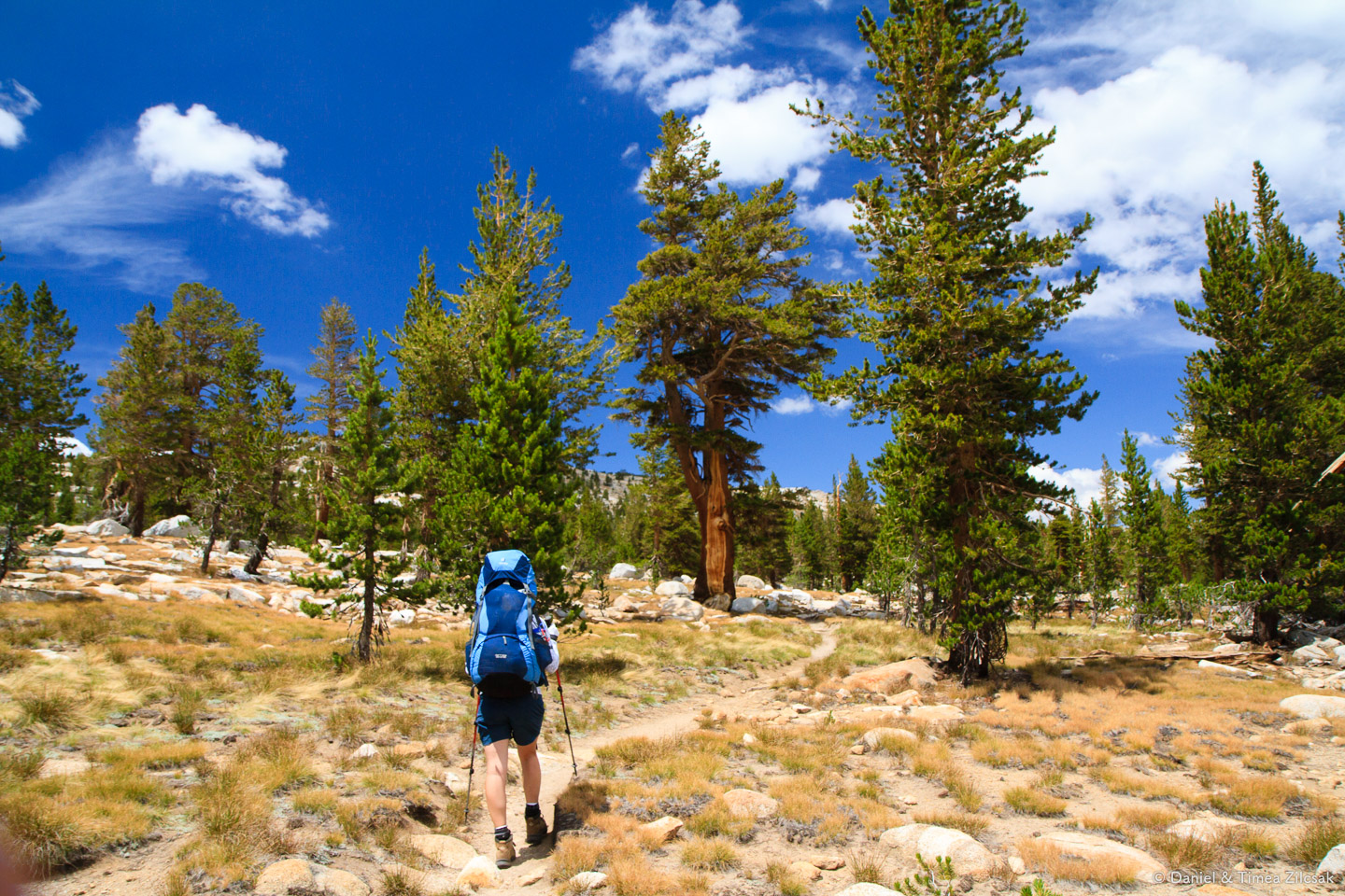 Yosemite alpine zone above 10000ft