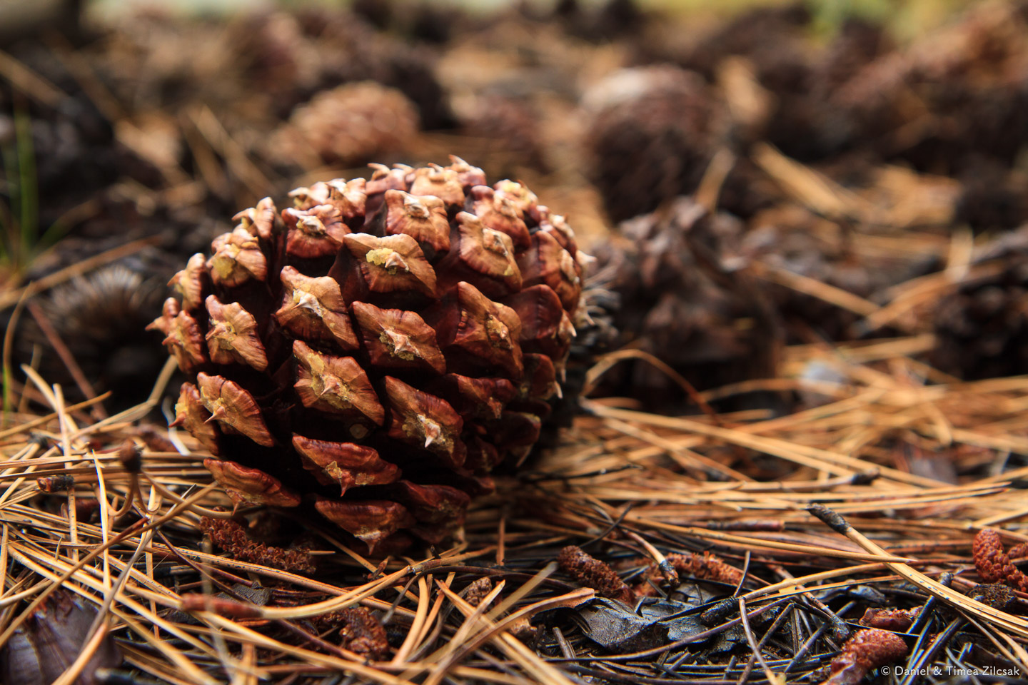 Ponderosa pine cone at Merced Lake Camp, Yosemite National Park