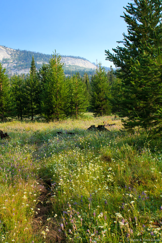 Beautiful flowers in a meadow traversing Echo Valley, Yosemite National Park