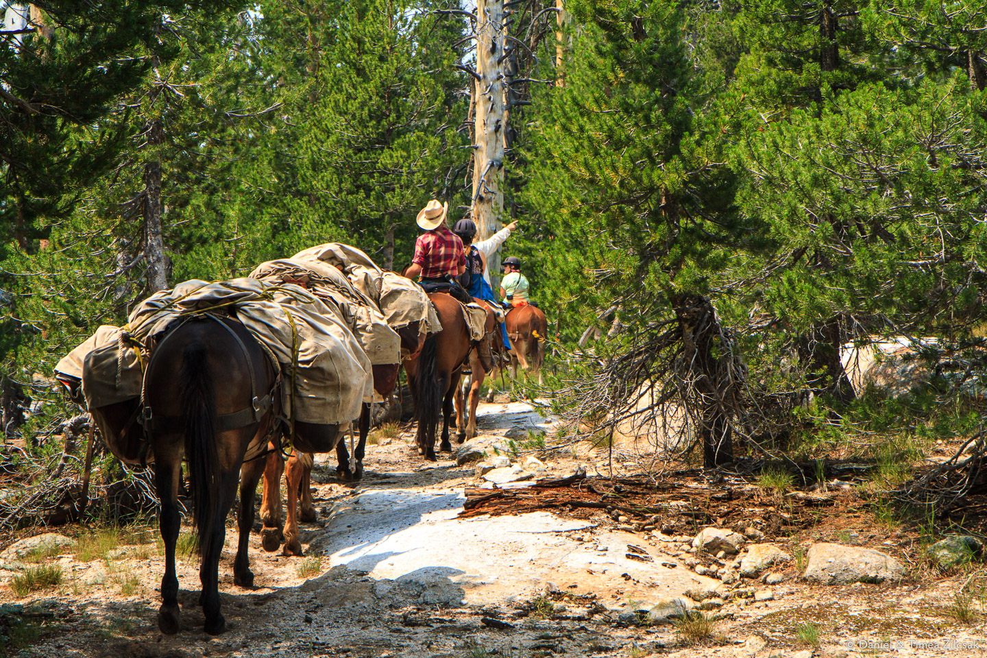 Riders from Sunrise Camp going down to Merced Lake for a day trip, Yosemite National Park, CA