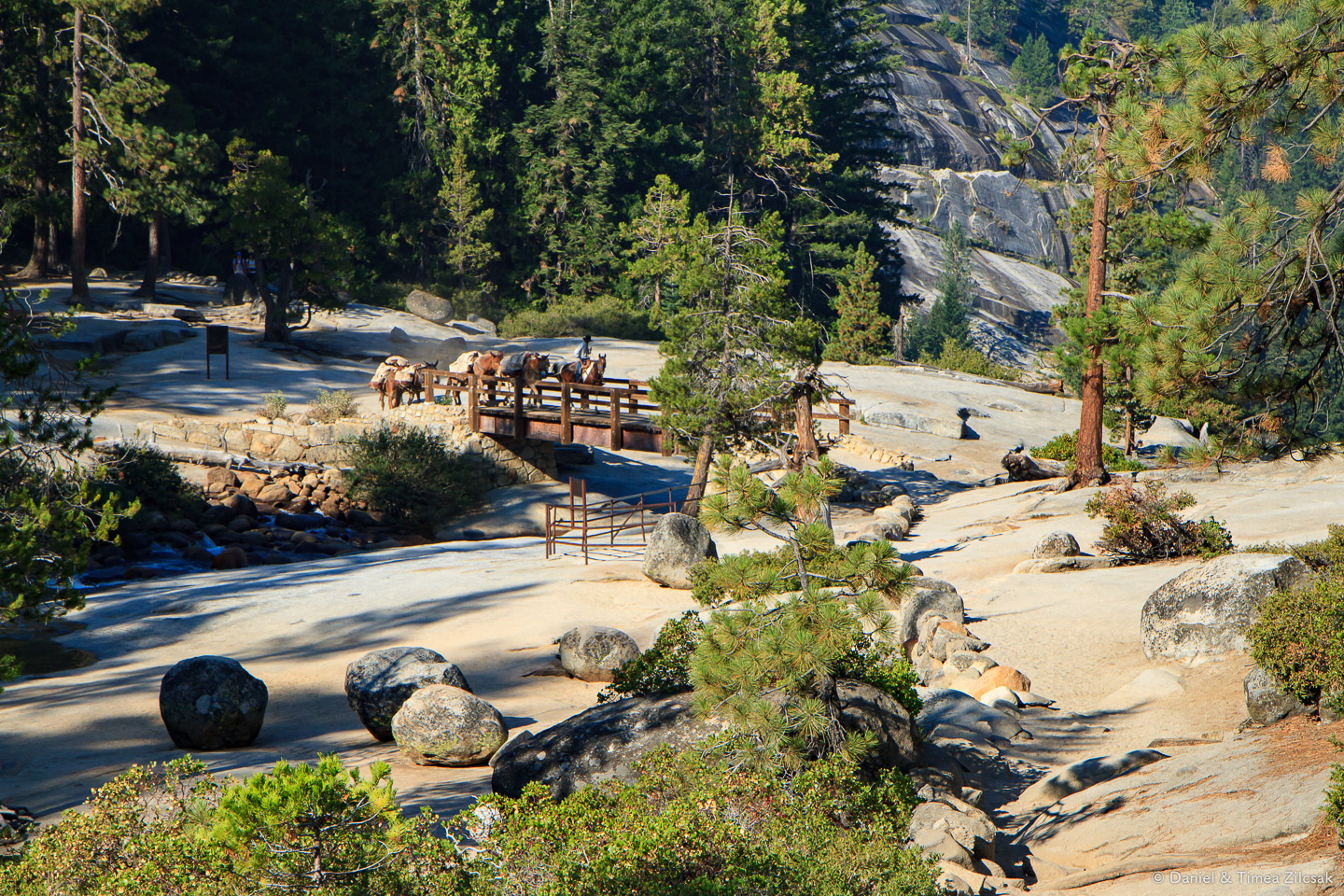 Mules carrying supplies for High Sierra Camps - Backpacking Yosemite National Park