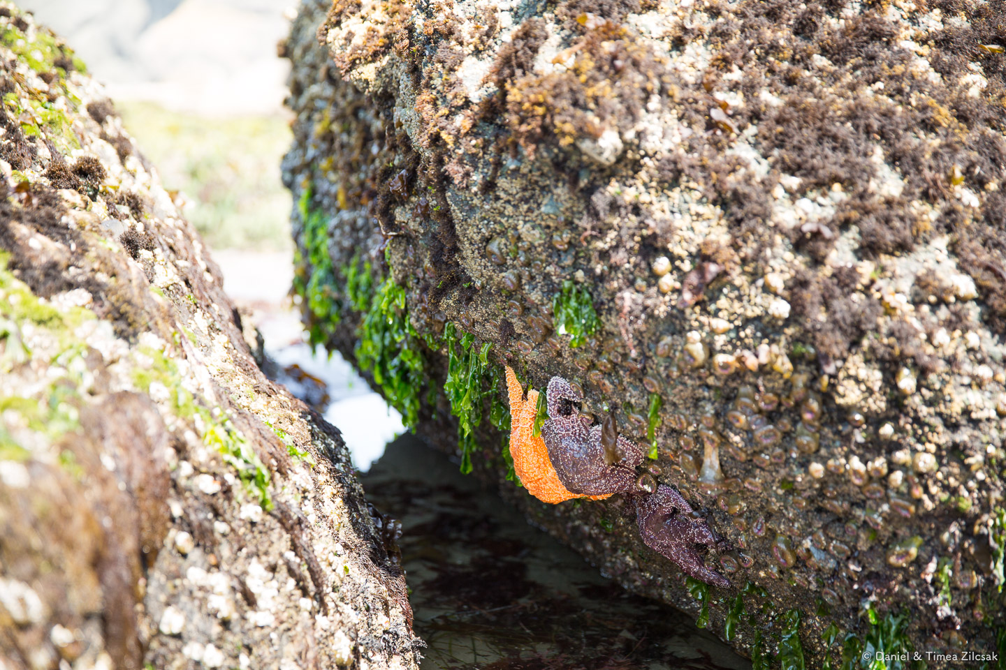 Found some starfish hiking around Point of the Arches