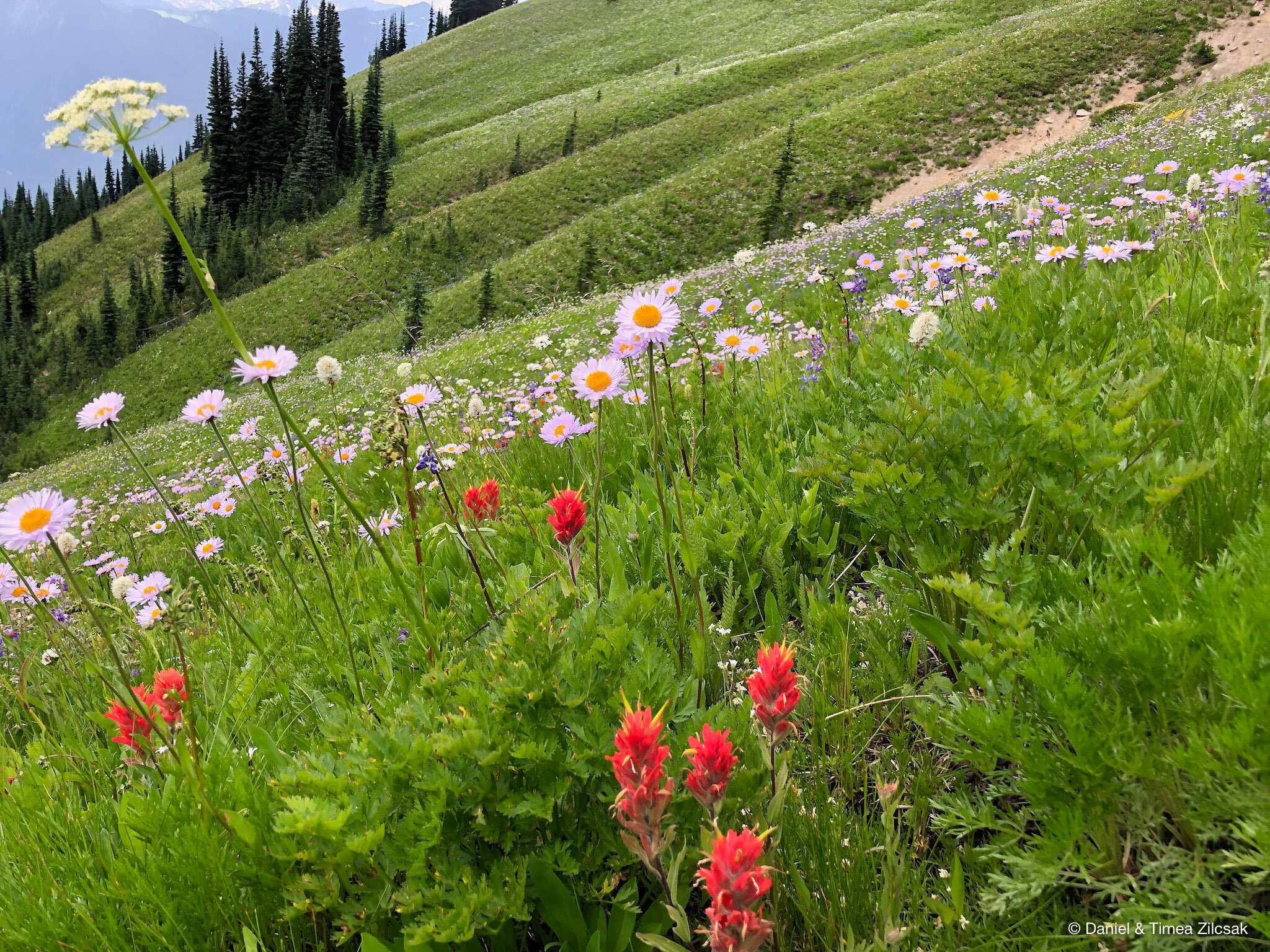 Flower meadows from Lady Camp to Image Lake - Backpacking Spider Gap