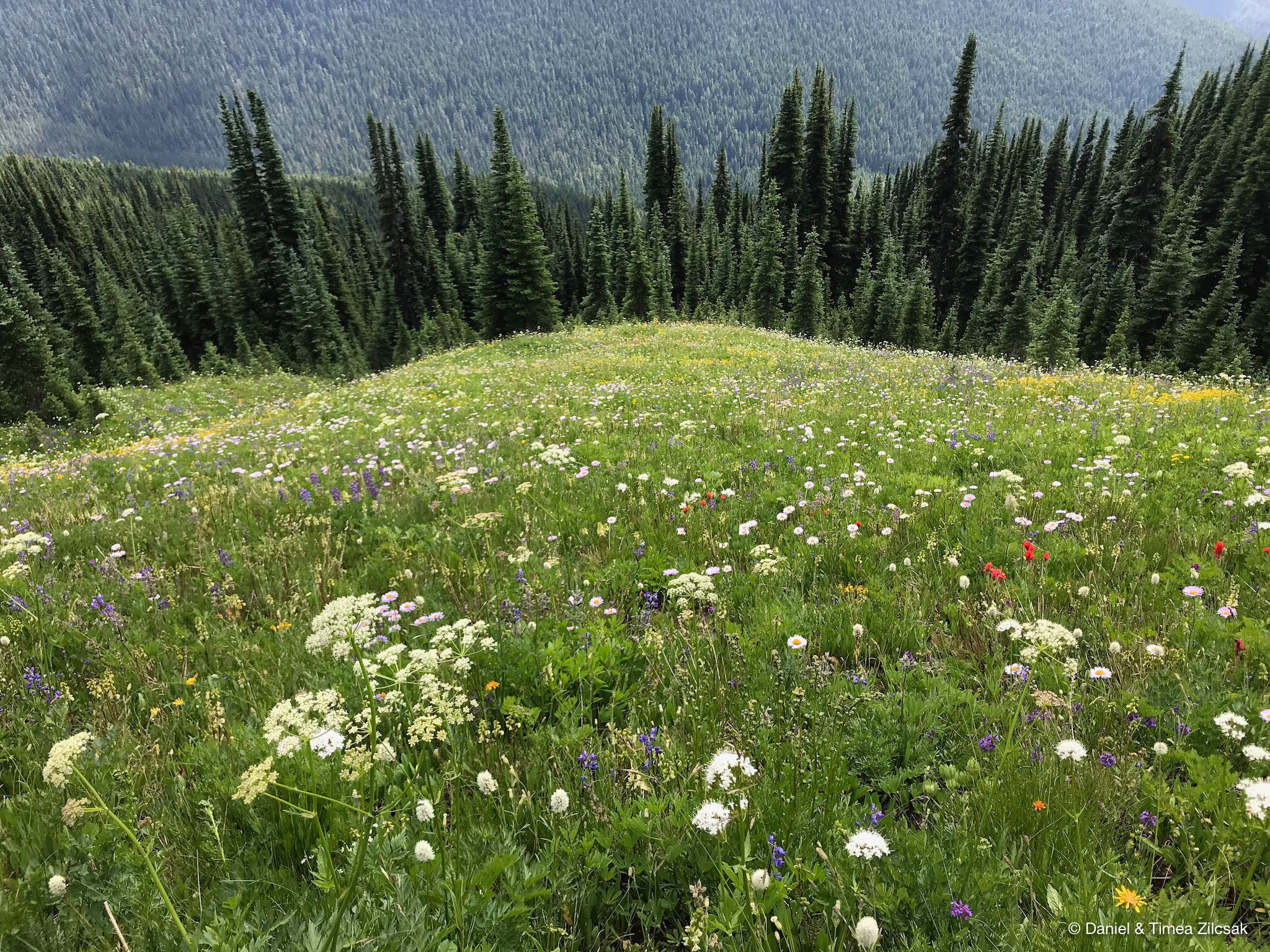 Mountain flowers in the meadows from Lady Camp to Image Lake, Glacier Peak Wilderness