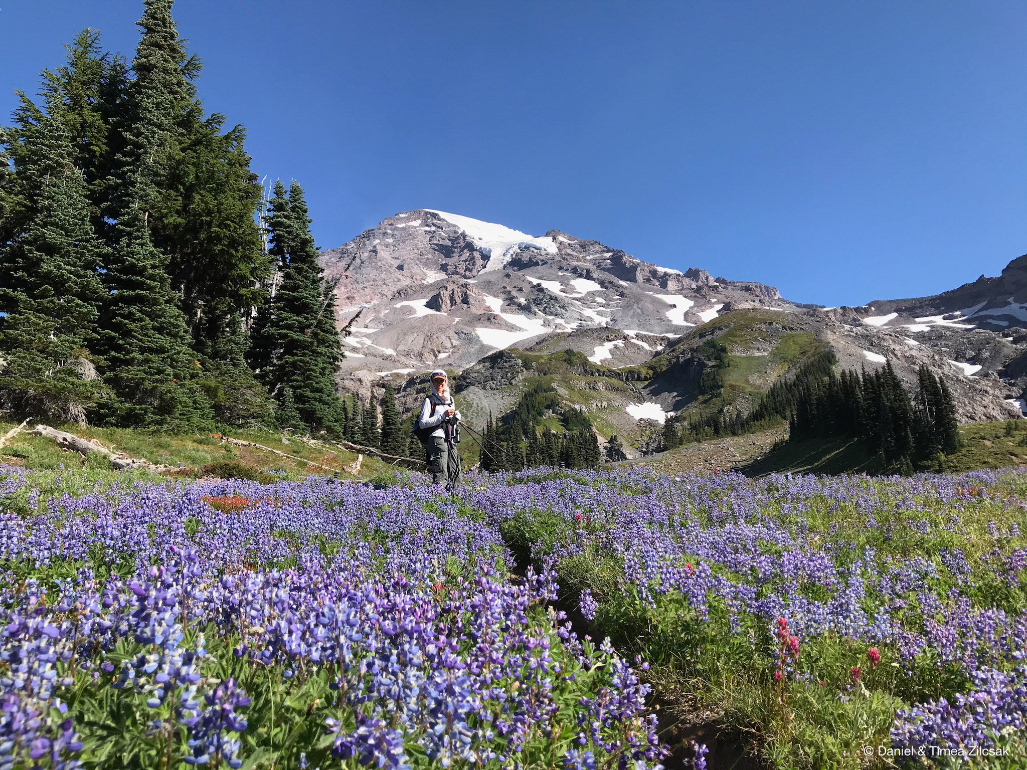 View of Kautz Glacier of Mount Rainier from Van Trump Park, with millions of lupins in the foreground
