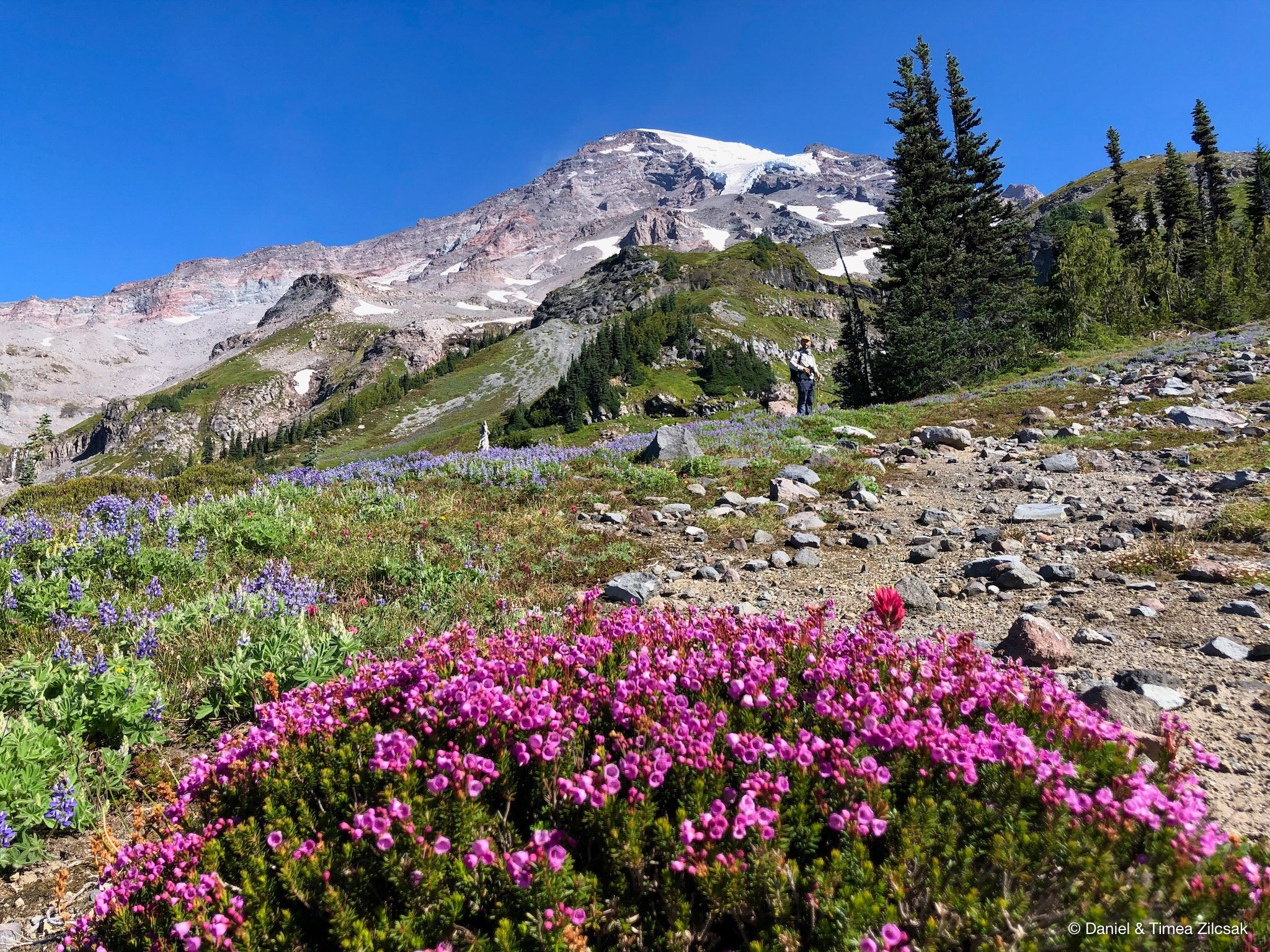 View of Kautz Glacier of Mount Rainier from Van Trump Park  with pink heather in the foreground