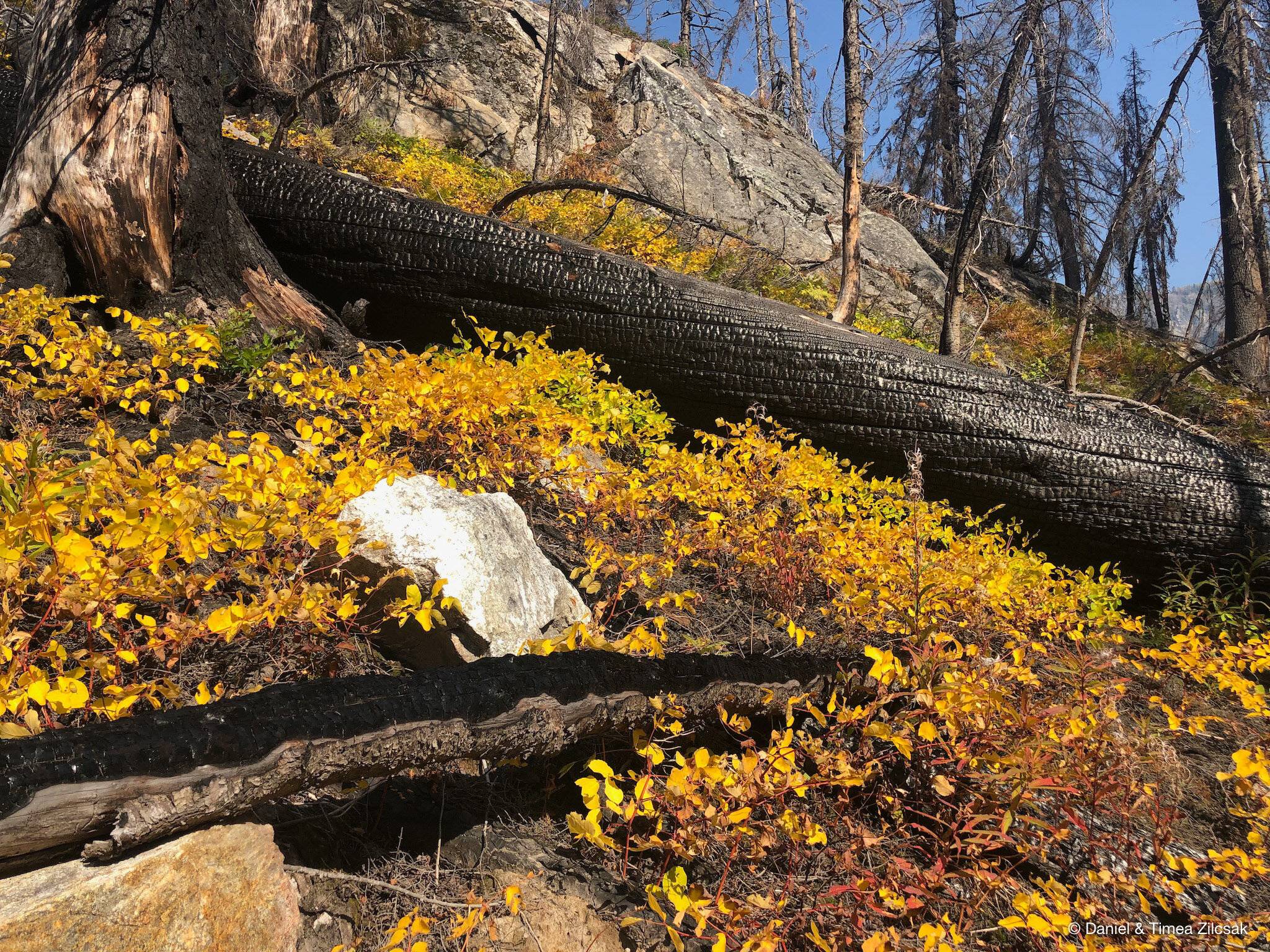 Fall colors at the bottom of the burned forest on our way to Buck Creek Pass
